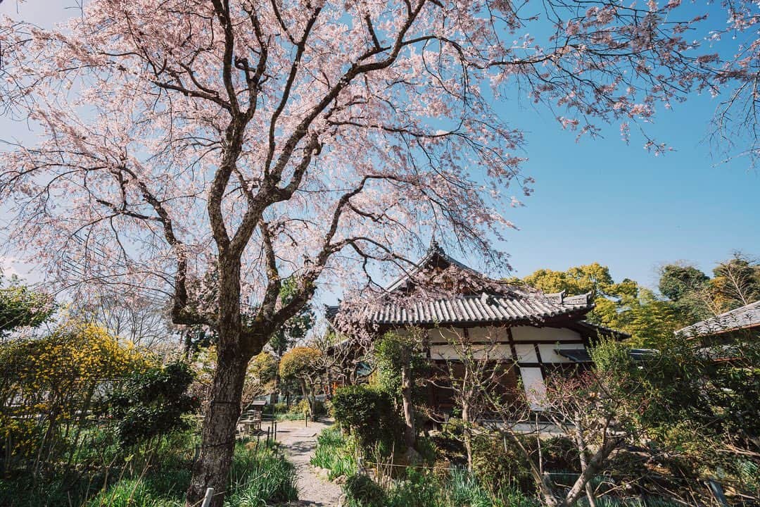 京都いいとこフォトのインスタグラム：「. 宇治川沿いに佇む恵心院。 ここには日本三大桜の一つ、三春滝桜の子桜が植えられています。 親桜に負けない見事な枝ぶりで、滝のように花を垂らしていました。 . Eshinin Temple is located along the Uji River. Here is planted a child cherry tree of the Miharu Takizakura, one of the three most famous cherry trees in Japan. The branches were as magnificent as the parent cherry tree, and the blossoms hung down like a waterfall. . Date:2023.3.28 Location:#恵心院 #eshinin Photo:@iharalba .」