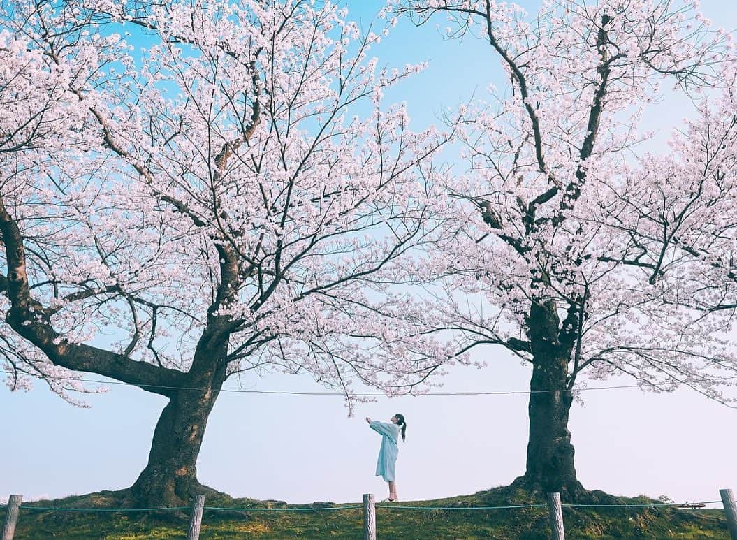 yukiのインスタグラム：「#高田城址公園 #高田城址公園観桜会 #新潟観光 #新潟桜スポット  ・ ・ __________________________ 日々の撮影記事やコラム更新中！ ・・・・・・・・・・・・・・・ ◉FAN限定サイト◉ https://www.fansnet.jp/sty830 __________________________  #instagram #instagramjapan #bestjapanpics #wonderful_places #hello_worldpics #earthfocus #earthofficial #beautifuldestinations #fantastic_earth #travelanddestinations  #awesomepix #visualambassadors #earthpix #visitjapanjp #travelingthroughtheworld #artofvisuals #bestplacestogo #discoverer #welivetoexplore #tokyocameraclub」