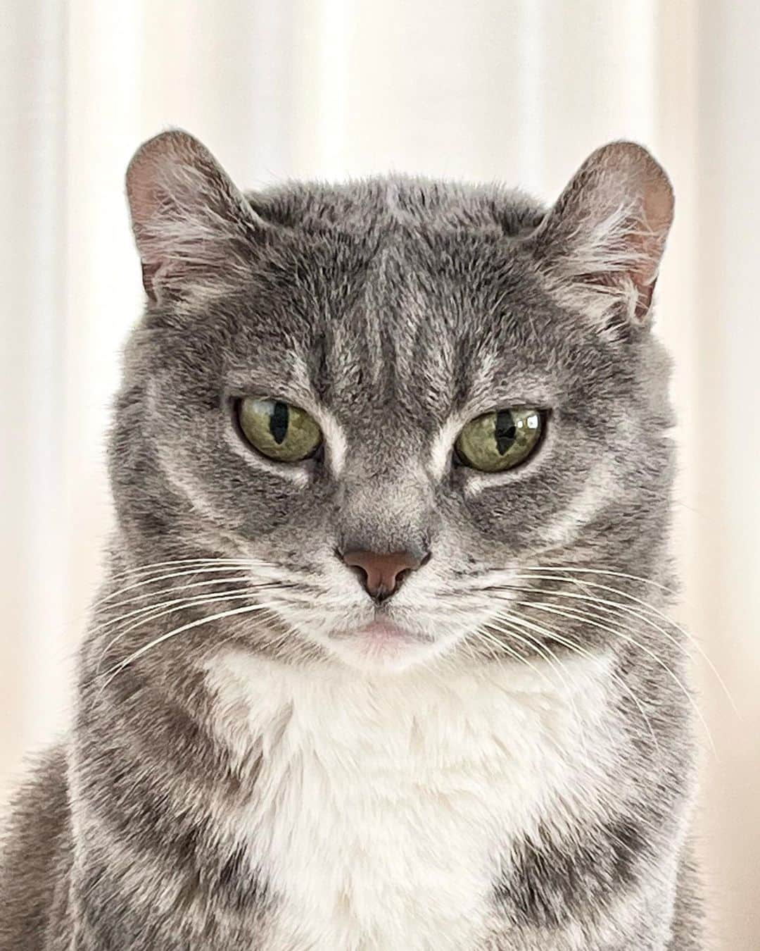 高見恭子さんのインスタグラム写真 - (高見恭子Instagram)「聞こえるあなたの愛がまっすぐこころへと。  #cat#catlife  #catphoto #catstagram  #americancurl #lovecat #猫と犬のいる暮らし  #love」4月13日 19時01分 - takami_kyoko