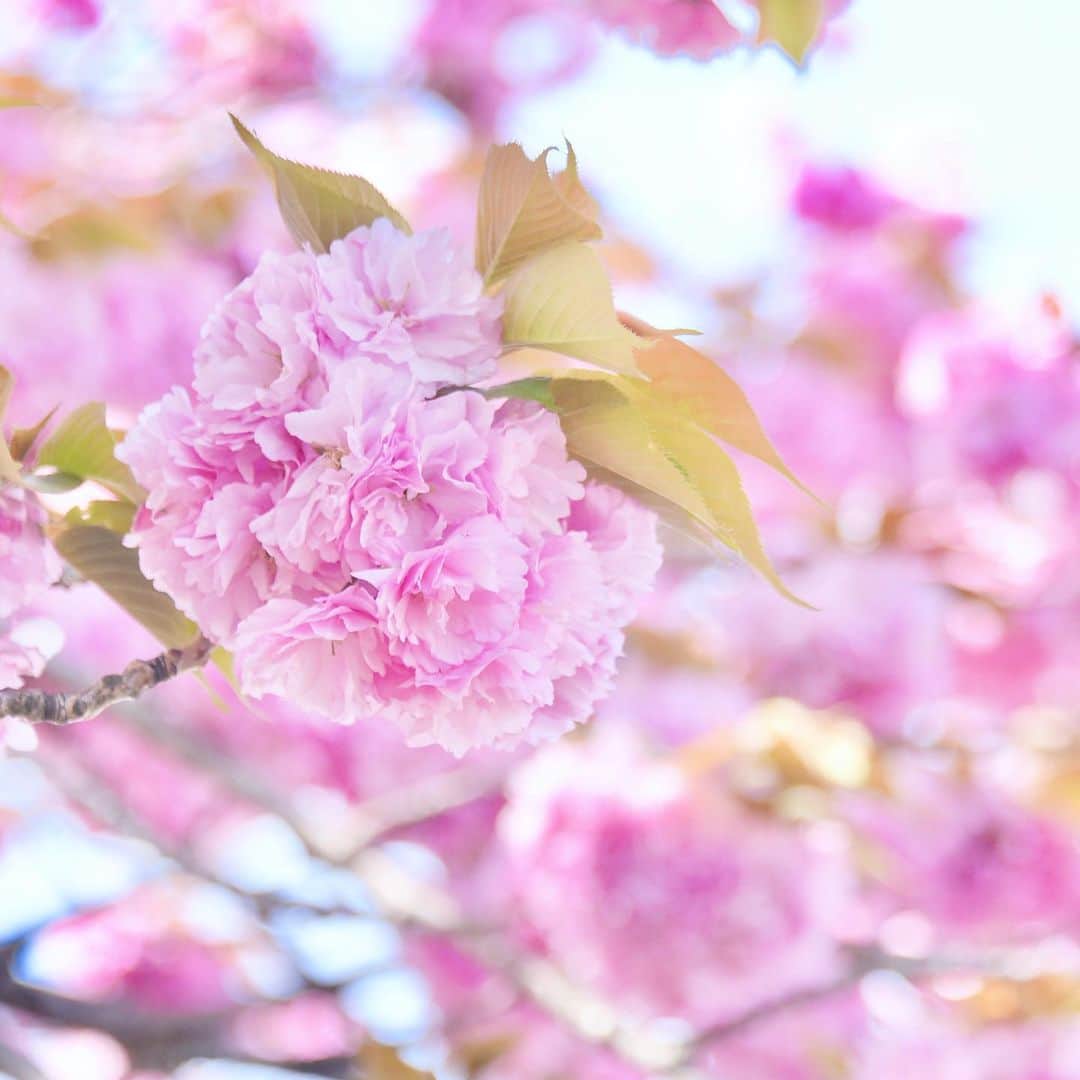 meekooのインスタグラム：「八重桜🌸今年も可愛く咲いていました☺️」