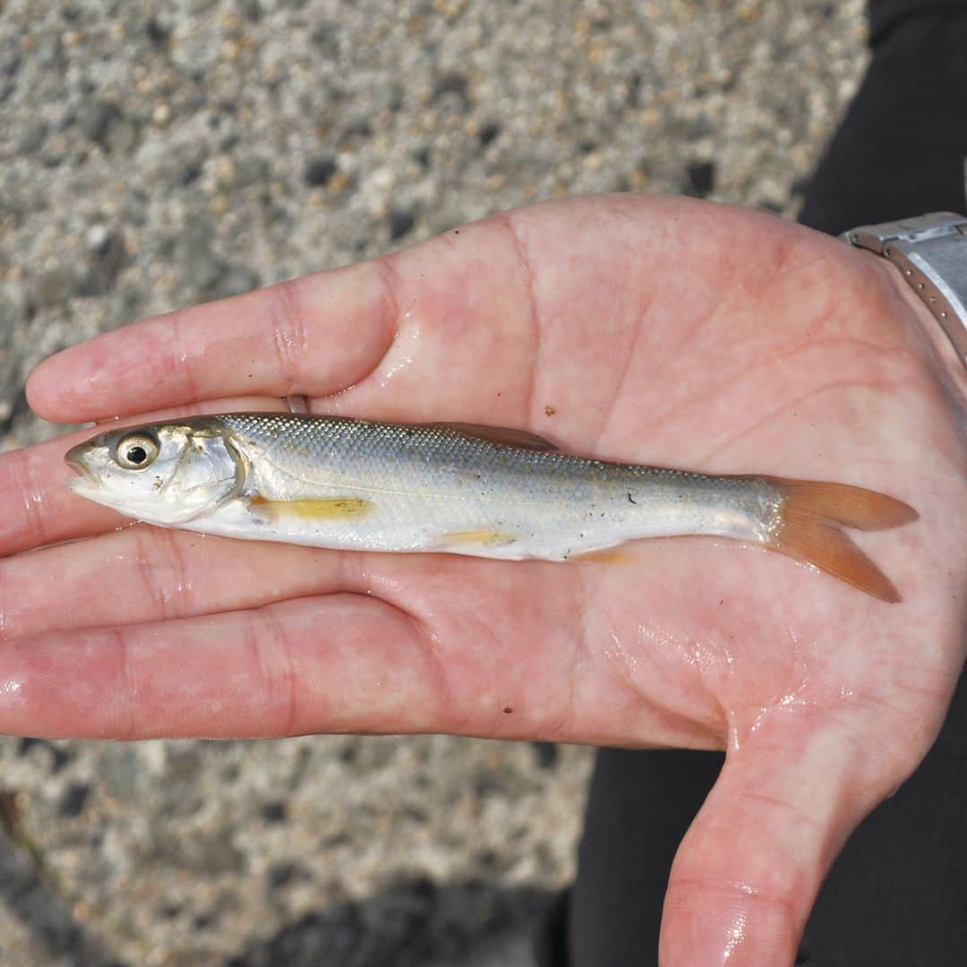 レジャーフィッシングさんのインスタグラム写真 - (レジャーフィッシングInstagram)「小魚をエサにして青物やヒラメといった 大物を狙う泳がせ釣り。 ウキや胴突き仕掛けを用いるのが一般的ですが、 「エレベーター仕掛け（釣法）」なるものも存在します。  今回は編集部がエレベーター釣法に初挑戦！ ターゲットは、ヒラメです！  エレベーター釣法とは…… 活きた小魚をエサにして魚食魚を狙う泳がせ釣りの一種。 オモリだけを投入した後、道糸にスナップサルカンを介して エサがついたハリス（エダス）をセット。 投下されたエサは表層から海底まで 上下に自由に泳ぎ回り、ターゲットを誘います。  ◆レジャーフィッシング5月号に掲載！ 詳しい内容、その他の記事は、 ハイライト「最新号」から記事をチェック！ https://www.e-leisure.jp/book/  ◆岡山、広島、香川、愛媛、徳島、高知、 兵庫の一部、山口、福岡の主要な釣具店及び書店や Amazon等で販売しています。  ◆ご購入はこちら！ オンラインショップ【レジャーフィッシング SHOP】 https://eleisure.theshop.jp/items/72885285  #ヒラメ #フィッシュイーター #魚食魚 #エレベーター釣法 #泳がせ釣り #ウグイ #エサ釣り #レジャーフィッシング #釣り #海釣り」4月13日 19時30分 - leisurefishing