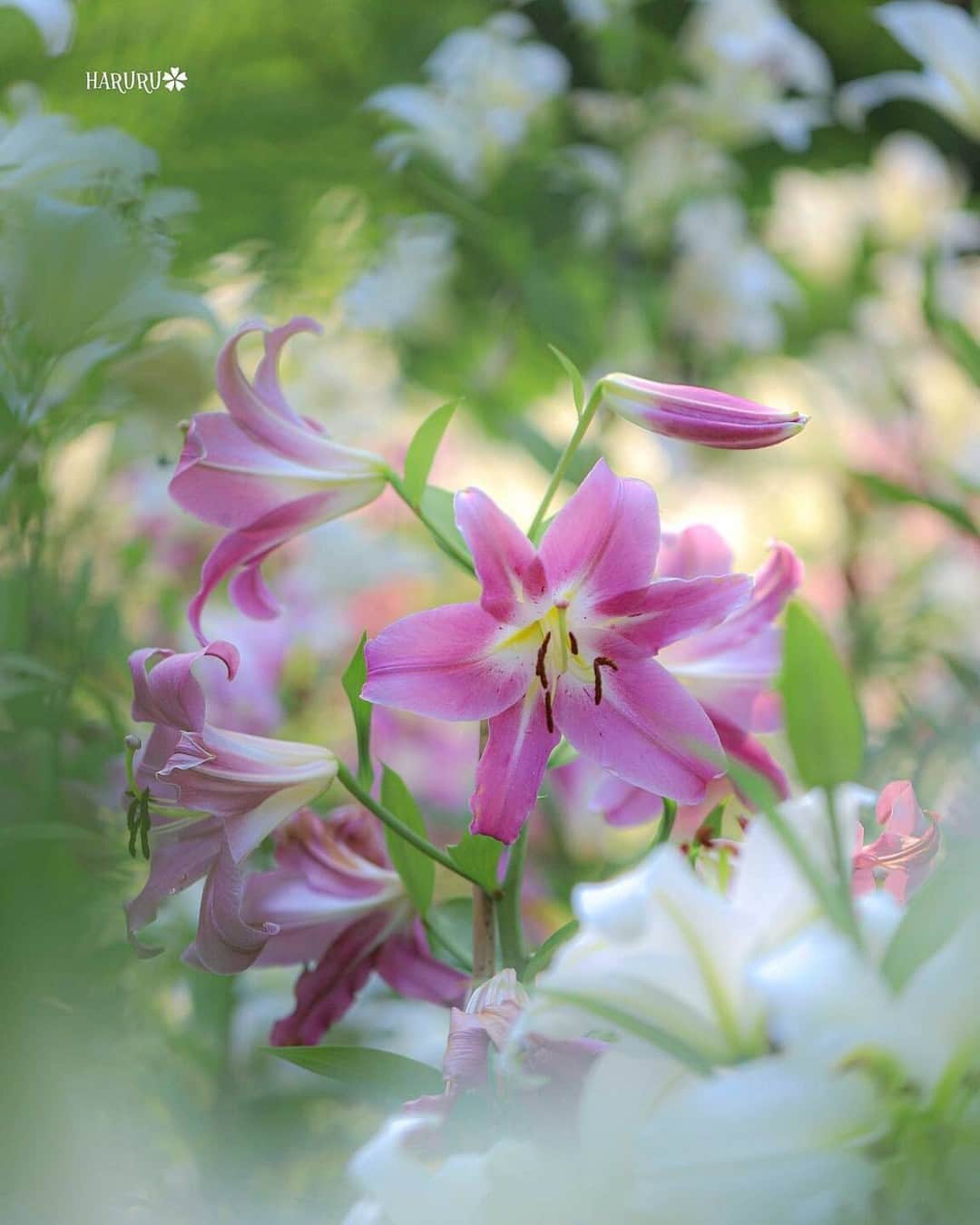 花の写真館のインスタグラム：「Photo by @haruru0927. https://instagram.com/haruru0927/ . Original Post[投稿いただいたURL] https://www.instagram.com/p/CfkPffuvLLX/ . 本アカウントは、 #私の花の写真 をつけてInstagramに投稿された皆さまの花の写真や、「花の写真館」Facebookページで投稿された花の写真を紹介します。 「花の写真館」Facebookページは、「 @floral.photograph 」のプロフィールにあるURLからご覧ください。 . ※各自、政府、自治体など公的機関の指示に従った行動をお願いします。⠀ 東京カメラ部および分室では、写真を「見る楽しみ」を提供することを通して、微力ながら皆様にわずかな時間でも癒しをお届けしたいと思っております。 ※本アカウントは東京カメラ部がFacebook、Instagramのサービスを利用して運営しているもので、Meta社・Instagramとは一切関係ありません。 . #花の写真館 #floralphotograph #floralphoto #flower #flowers Follow: @floral.photograph」