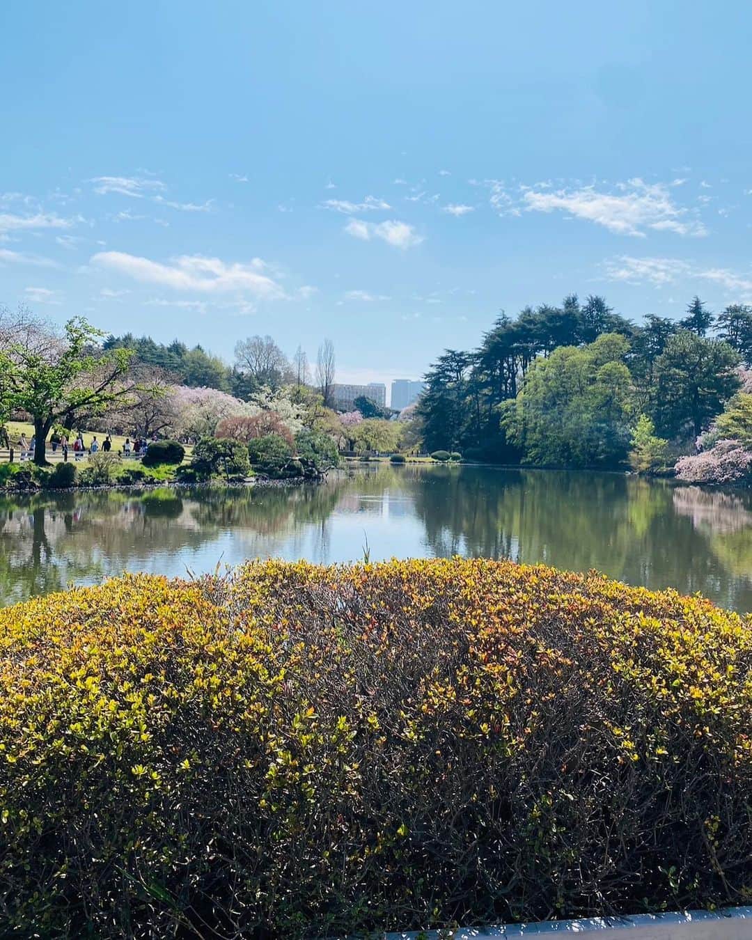 中西悠綺さんのインスタグラム写真 - (中西悠綺Instagram)「🌸🤍  ハナミズキと桜🧚🏻‍♀️ 我很喜歡春天☺️」4月13日 19時50分 - nakanishi_yuuki