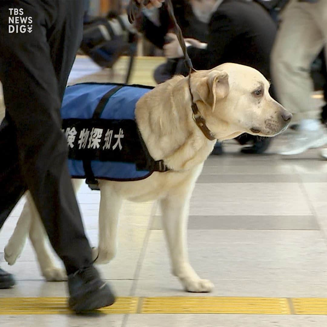 TBS NEWSさんのインスタグラム写真 - (TBS NEWSInstagram)「G7広島サミット中に“危険物探知犬”で警戒　新幹線の主要駅で（2023年4月13日 放送）  来月開催されるG7広島サミットの期間中、新幹線の主要な駅では、危険物探知犬を活用して警備が強化されます。  けさ、JR東日本などがその様子を公開し、小型や大型の危険物探知犬が警備員らとともに改札口周辺を巡回しました。  ･･─･･─･･─･･─･･─･･─･･─･･─･･─･･─･･─･･  詳しくはNEWS DIGの記事で！👀 https://newsdig.tbs.co.jp/articles/-/431818  👉検索ワードは「DIG 探知犬」  ･･─･･─･･─･･─･･─･･─･･─･･─･･─･･─･･─･･  #newsdig #news #tbs #ニュース  #警察  #警察犬  #g7 #サミット」4月13日 21時00分 - tbsnews_insta