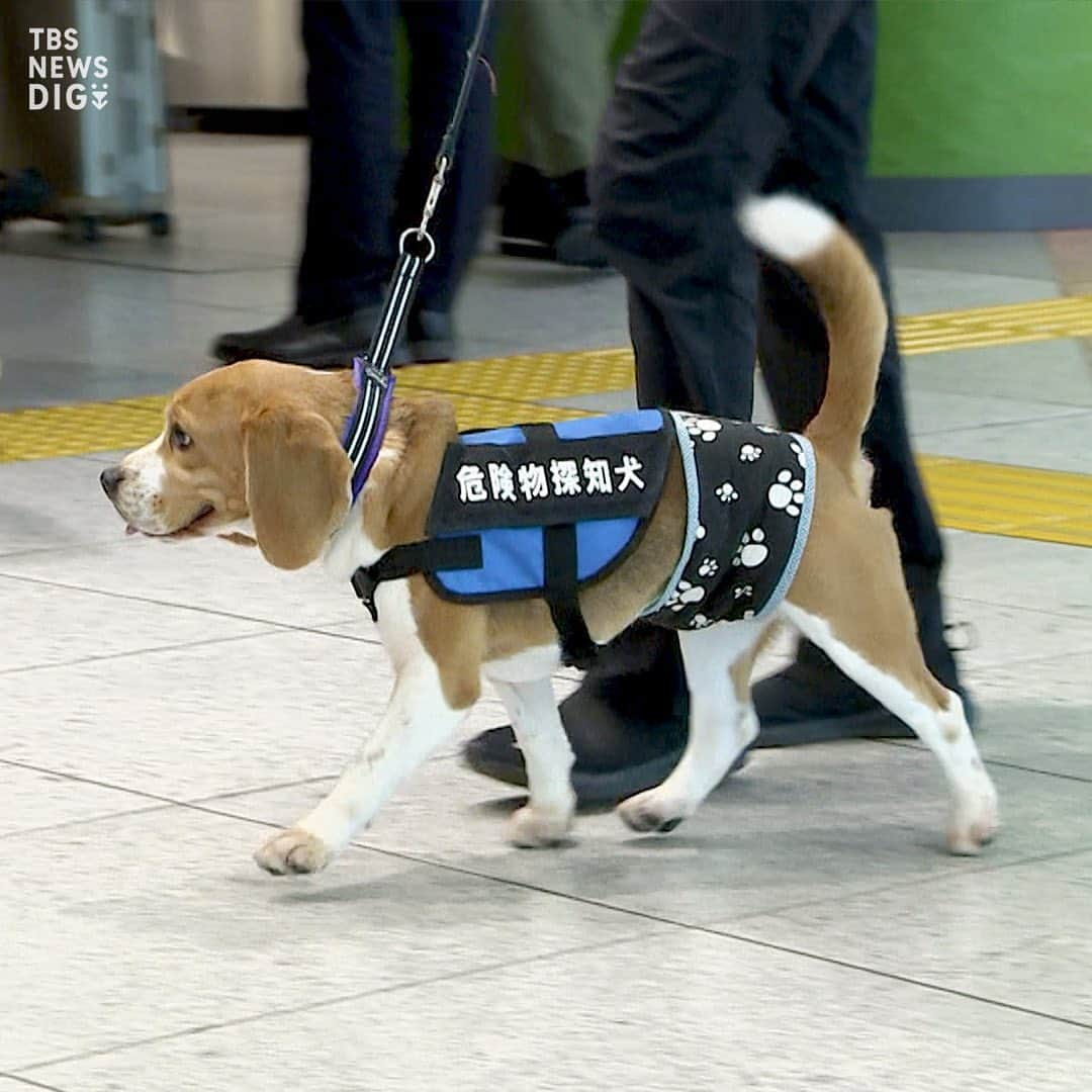 TBS NEWSさんのインスタグラム写真 - (TBS NEWSInstagram)「G7広島サミット中に“危険物探知犬”で警戒　新幹線の主要駅で（2023年4月13日 放送）  来月開催されるG7広島サミットの期間中、新幹線の主要な駅では、危険物探知犬を活用して警備が強化されます。  けさ、JR東日本などがその様子を公開し、小型や大型の危険物探知犬が警備員らとともに改札口周辺を巡回しました。  ･･─･･─･･─･･─･･─･･─･･─･･─･･─･･─･･─･･  詳しくはNEWS DIGの記事で！👀 https://newsdig.tbs.co.jp/articles/-/431818  👉検索ワードは「DIG 探知犬」  ･･─･･─･･─･･─･･─･･─･･─･･─･･─･･─･･─･･  #newsdig #news #tbs #ニュース  #警察  #警察犬  #g7 #サミット」4月13日 21時00分 - tbsnews_insta