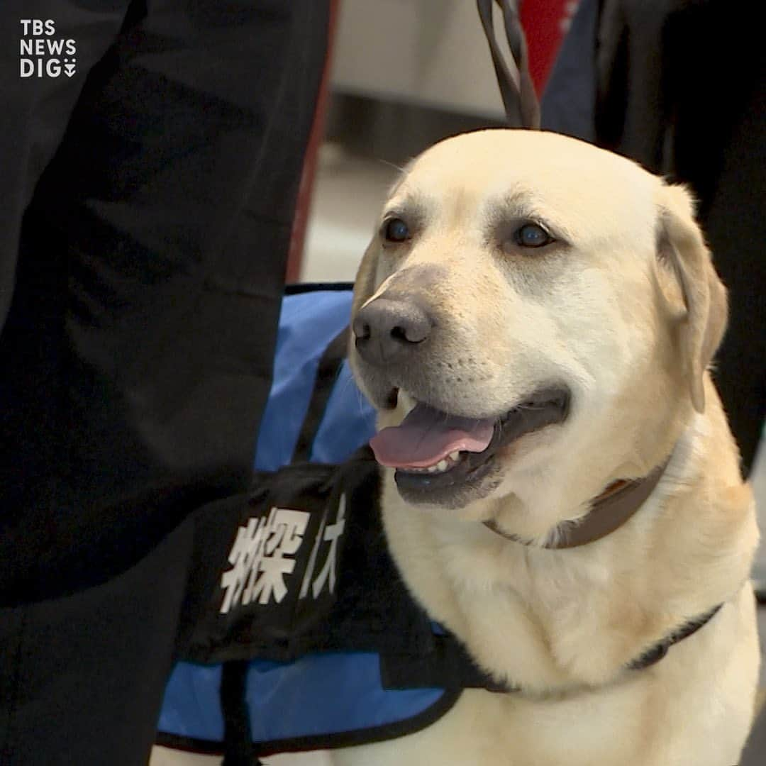 TBS NEWSさんのインスタグラム写真 - (TBS NEWSInstagram)「G7広島サミット中に“危険物探知犬”で警戒　新幹線の主要駅で（2023年4月13日 放送）  来月開催されるG7広島サミットの期間中、新幹線の主要な駅では、危険物探知犬を活用して警備が強化されます。  けさ、JR東日本などがその様子を公開し、小型や大型の危険物探知犬が警備員らとともに改札口周辺を巡回しました。  ･･─･･─･･─･･─･･─･･─･･─･･─･･─･･─･･─･･  詳しくはNEWS DIGの記事で！👀 https://newsdig.tbs.co.jp/articles/-/431818  👉検索ワードは「DIG 探知犬」  ･･─･･─･･─･･─･･─･･─･･─･･─･･─･･─･･─･･  #newsdig #news #tbs #ニュース  #警察  #警察犬  #g7 #サミット」4月13日 21時00分 - tbsnews_insta