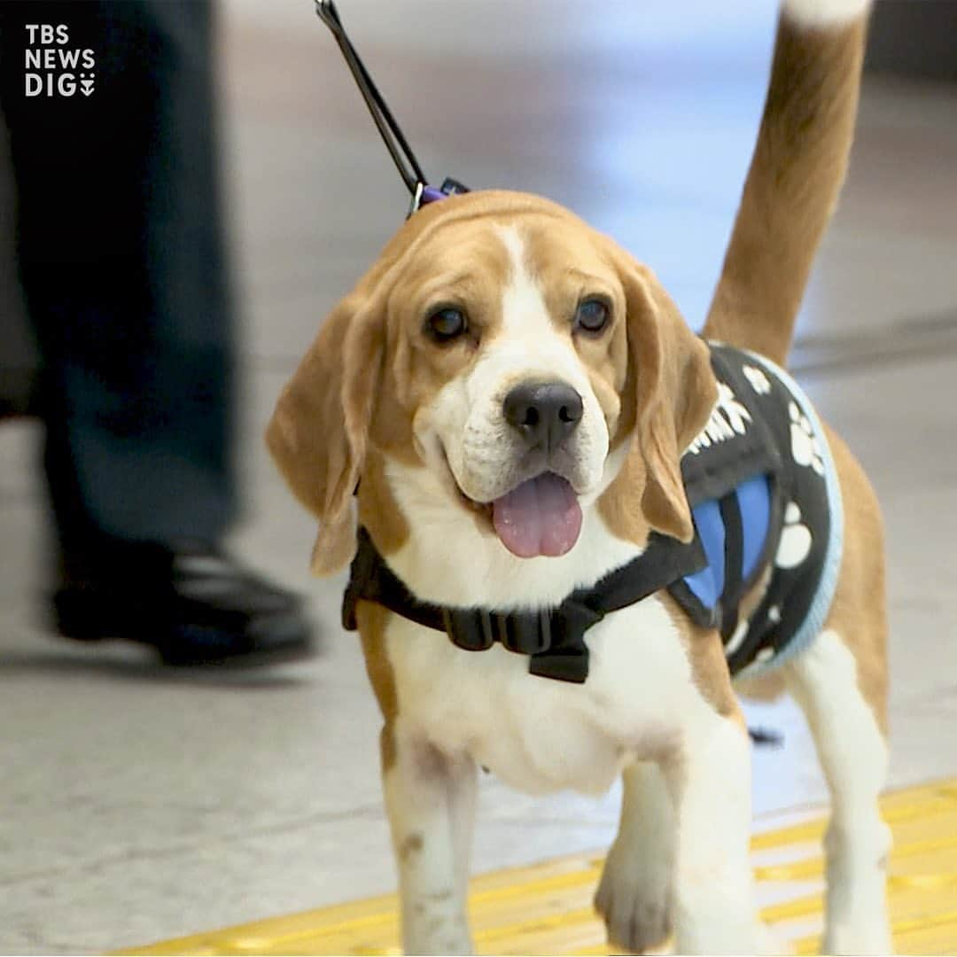 TBS NEWSさんのインスタグラム写真 - (TBS NEWSInstagram)「G7広島サミット中に“危険物探知犬”で警戒　新幹線の主要駅で（2023年4月13日 放送）  来月開催されるG7広島サミットの期間中、新幹線の主要な駅では、危険物探知犬を活用して警備が強化されます。  けさ、JR東日本などがその様子を公開し、小型や大型の危険物探知犬が警備員らとともに改札口周辺を巡回しました。  ･･─･･─･･─･･─･･─･･─･･─･･─･･─･･─･･─･･  詳しくはNEWS DIGの記事で！👀 https://newsdig.tbs.co.jp/articles/-/431818  👉検索ワードは「DIG 探知犬」  ･･─･･─･･─･･─･･─･･─･･─･･─･･─･･─･･─･･  #newsdig #news #tbs #ニュース  #警察  #警察犬  #g7 #サミット」4月13日 21時00分 - tbsnews_insta