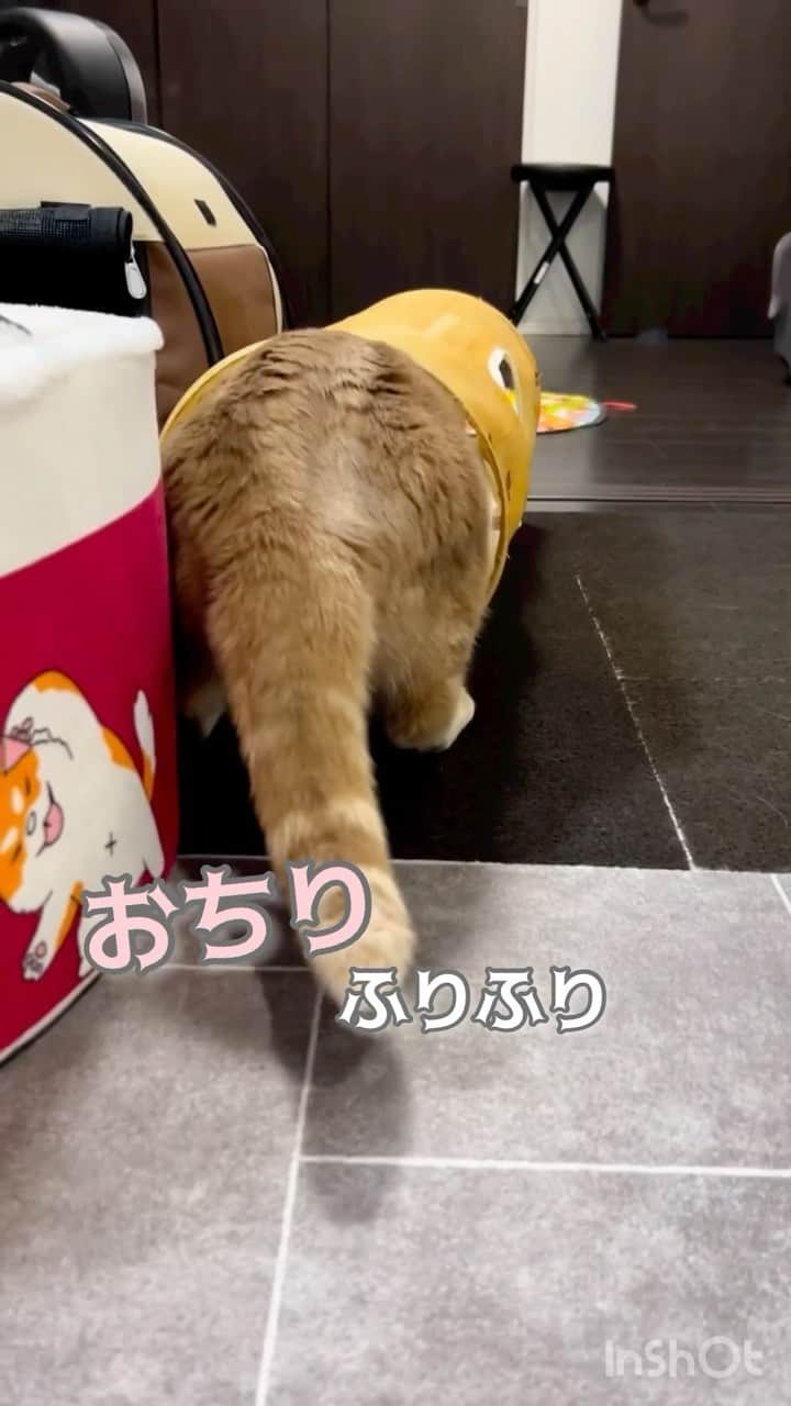 猫壱（ねこいち•ネコイチ）のインスタグラム：「おちりふりふり💨💨 からのロケット発射🚀  @roy_kazu さん お写真をありがとうございました😊 お写真の商品はキャットトンネル　とキャッチミーイフユーキャン2でした🐈  :::::::::猫壱 :::::::   猫壱商品を使ってくれている写真や動画に【猫壱写真館】のハッシュタグをつけてポストしてください✨  猫壱SNSなどでリポスト・紹介されるかも？！  猫壱HPにも掲載されるチャンスも🥺  ぜひ皆さんハッシュタグをつけてポストしてくださいね🥺    @necoichicojp のハイライトから応募要項をチェックして是非ご応募くださいね❤   Reproduction is  prohibited.  ...........................................................................  #猫壱写真館  #猫壱 #necoichi #猫好きさんとつながりたい  ...........................................................................」