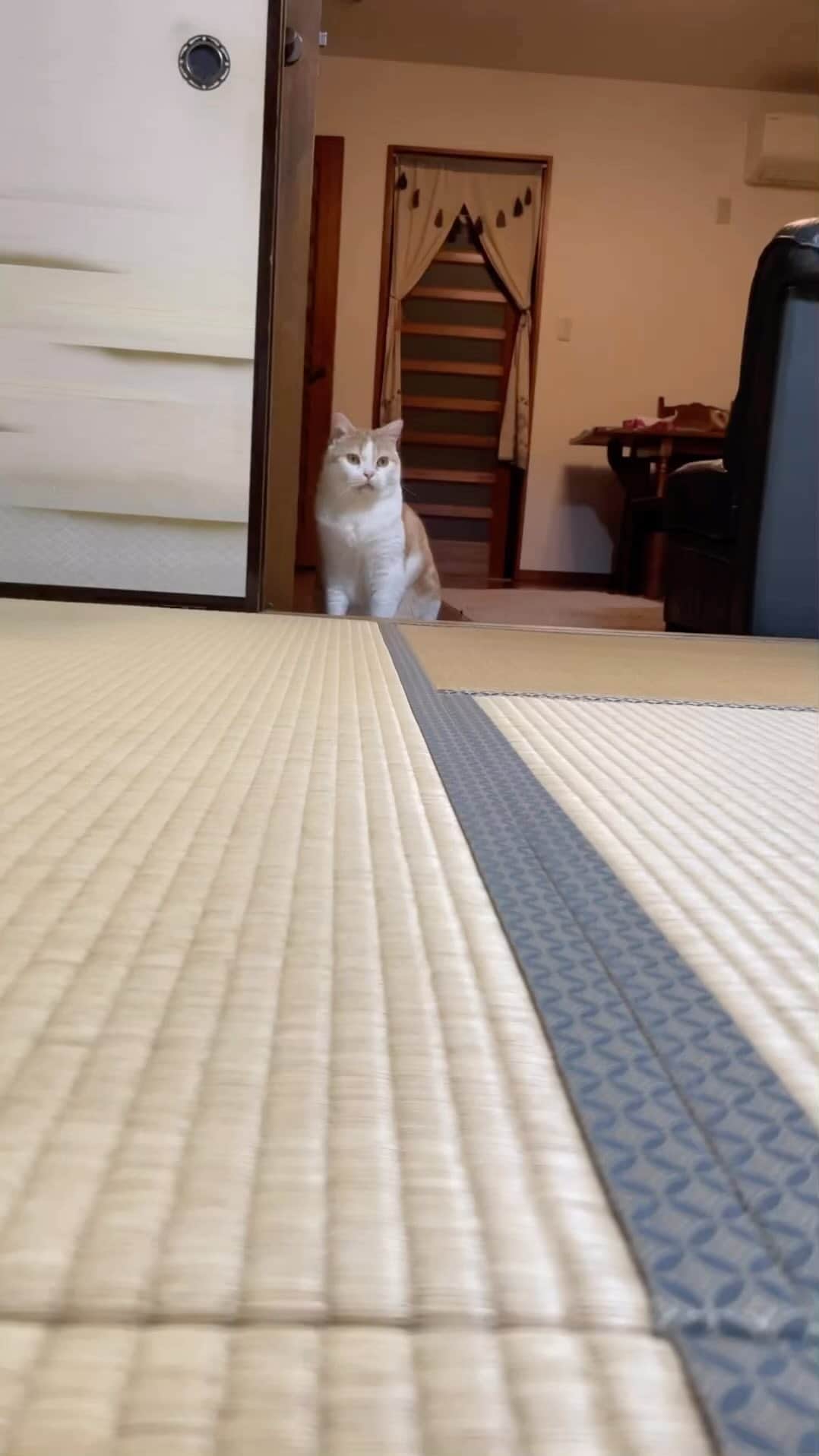 にゃんすくんのインスタグラム：「なんかガニ股なんだよね😂  #cat #猫 #動物 #happy #funny #american #アメショ #ピクネコ #ペコねこ部 #catlover #instacat #ニャンスタ #にゃんすたぐらむ #pet #animal #面白い #癒し #猫部  #黄砂に吹かれて @tomokohiguchi0501」