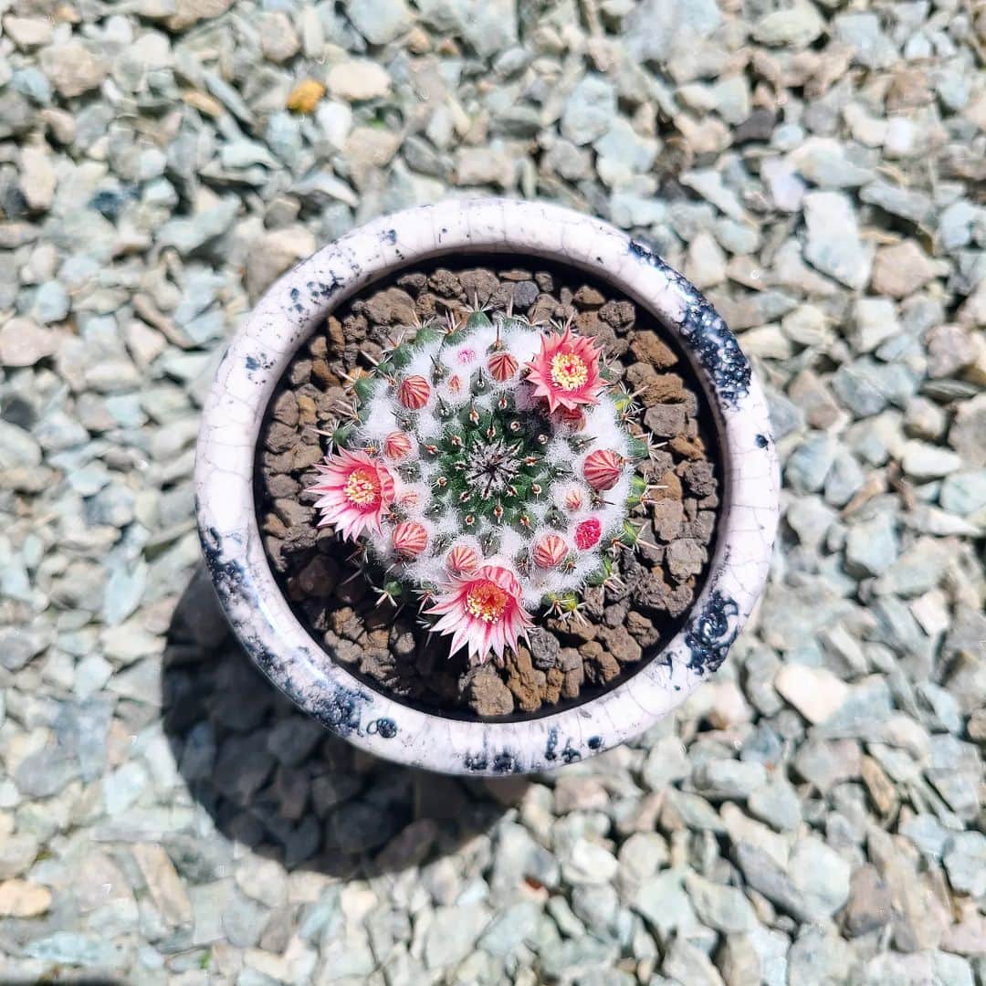 三澄さえのインスタグラム：「景清開花🌸  #サボテン#景清」