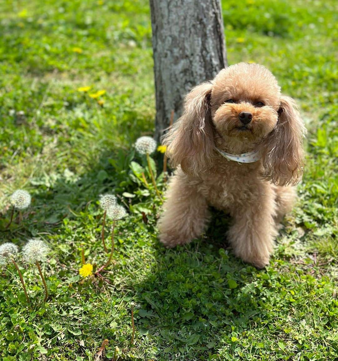 MANAさんのインスタグラム写真 - (MANAInstagram)「My love💕🐶🐶🐶 お散歩日和☀️🌈  #toypoodle #doglover #犬すたぐらむ #里親 #ペットショップに行く前に #保護犬を家族に」4月13日 20時11分 - mana_ifbbpro