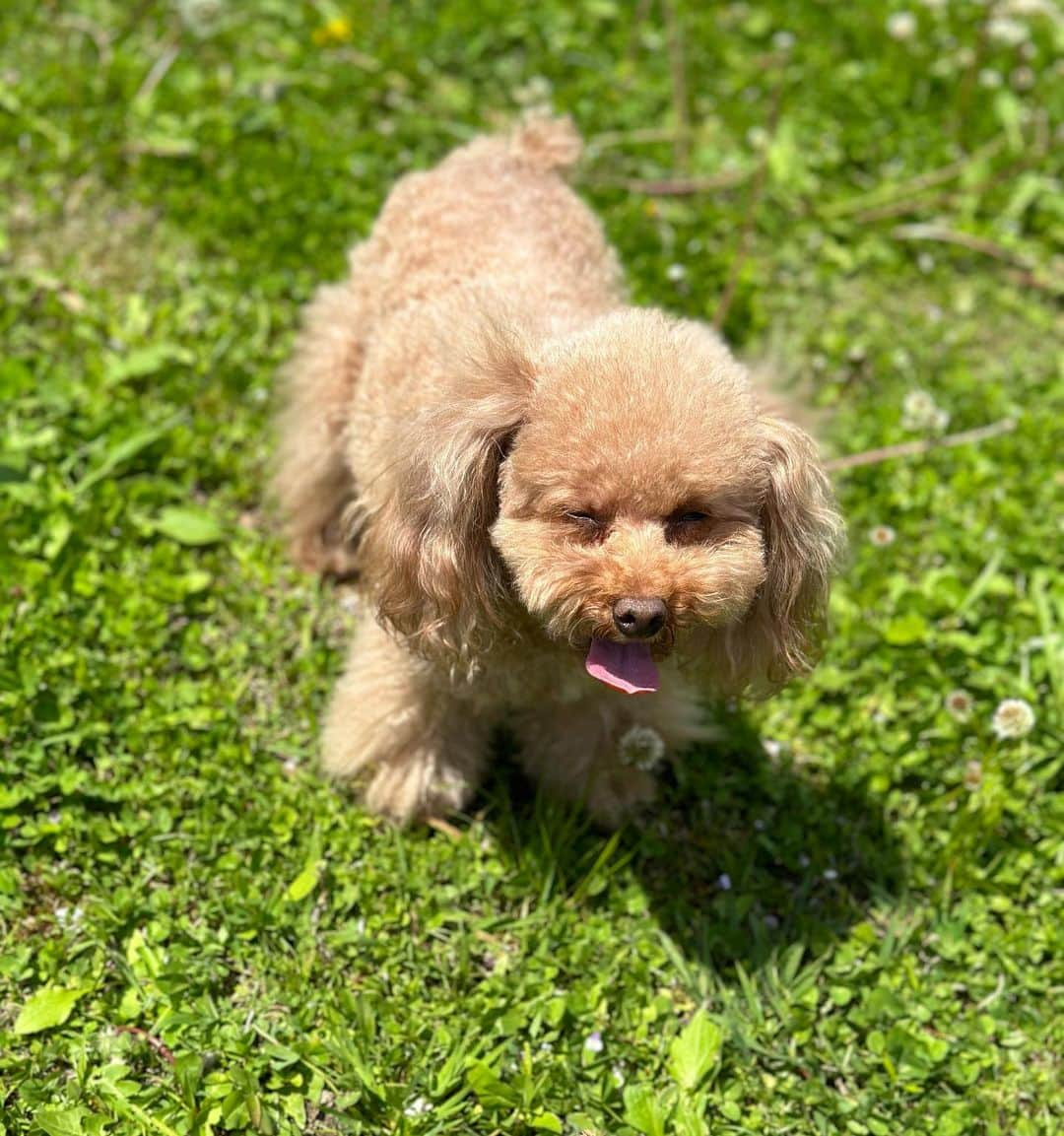 MANAさんのインスタグラム写真 - (MANAInstagram)「My love💕🐶🐶🐶 お散歩日和☀️🌈  #toypoodle #doglover #犬すたぐらむ #里親 #ペットショップに行く前に #保護犬を家族に」4月13日 20時11分 - mana_ifbbpro