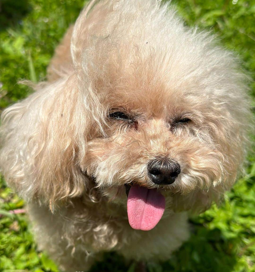 MANAさんのインスタグラム写真 - (MANAInstagram)「My love💕🐶🐶🐶 お散歩日和☀️🌈  #toypoodle #doglover #犬すたぐらむ #里親 #ペットショップに行く前に #保護犬を家族に」4月13日 20時11分 - mana_ifbbpro