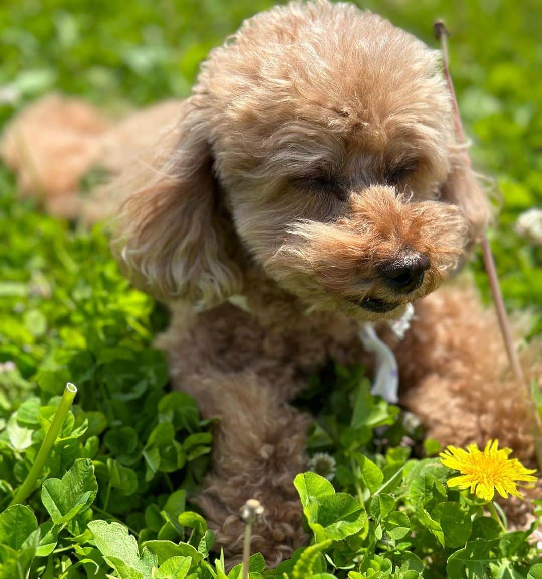 MANAさんのインスタグラム写真 - (MANAInstagram)「My love💕🐶🐶🐶 お散歩日和☀️🌈  #toypoodle #doglover #犬すたぐらむ #里親 #ペットショップに行く前に #保護犬を家族に」4月13日 20時11分 - mana_ifbbpro