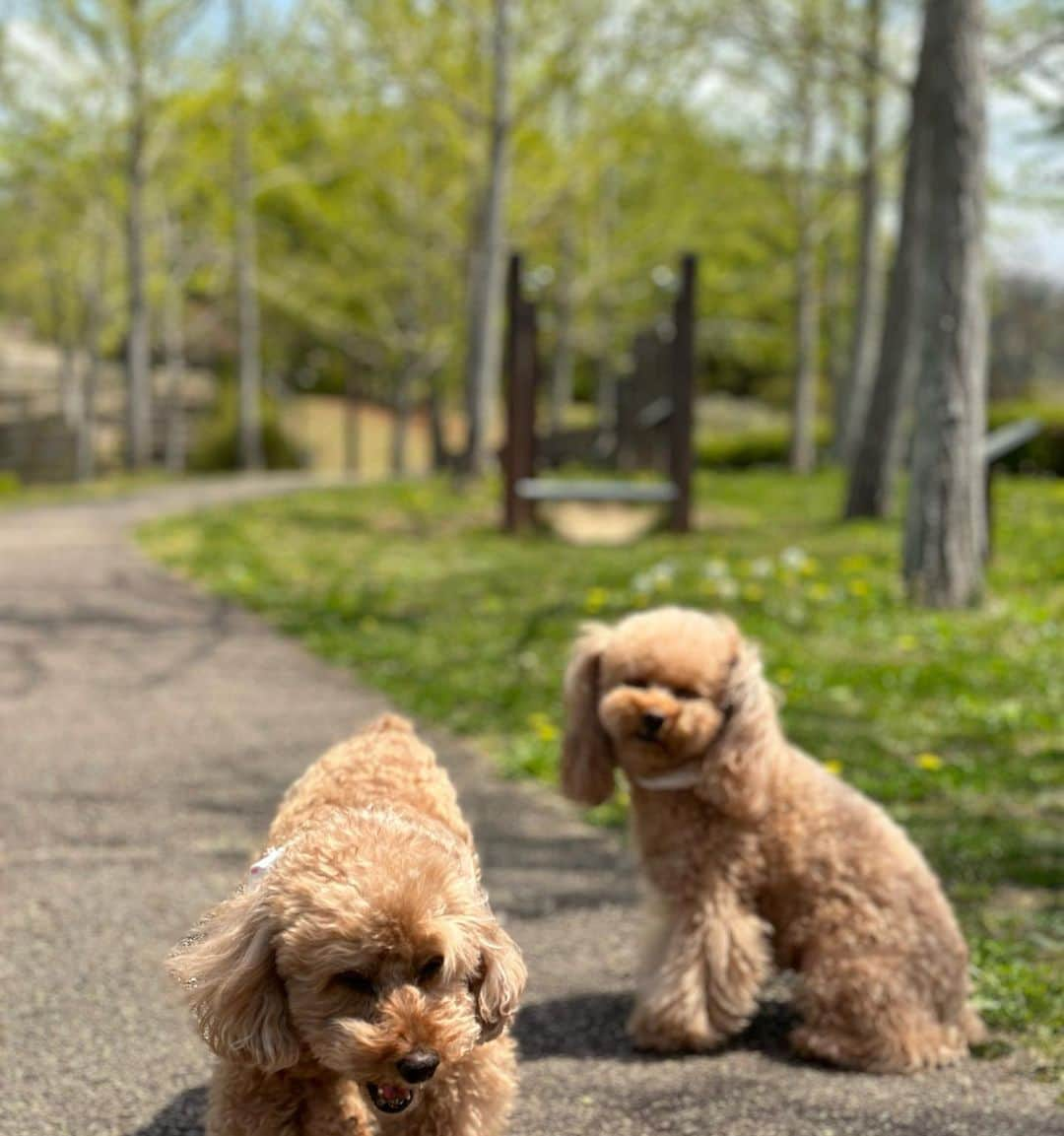 MANAさんのインスタグラム写真 - (MANAInstagram)「My love💕🐶🐶🐶 お散歩日和☀️🌈  #toypoodle #doglover #犬すたぐらむ #里親 #ペットショップに行く前に #保護犬を家族に」4月13日 20時11分 - mana_ifbbpro