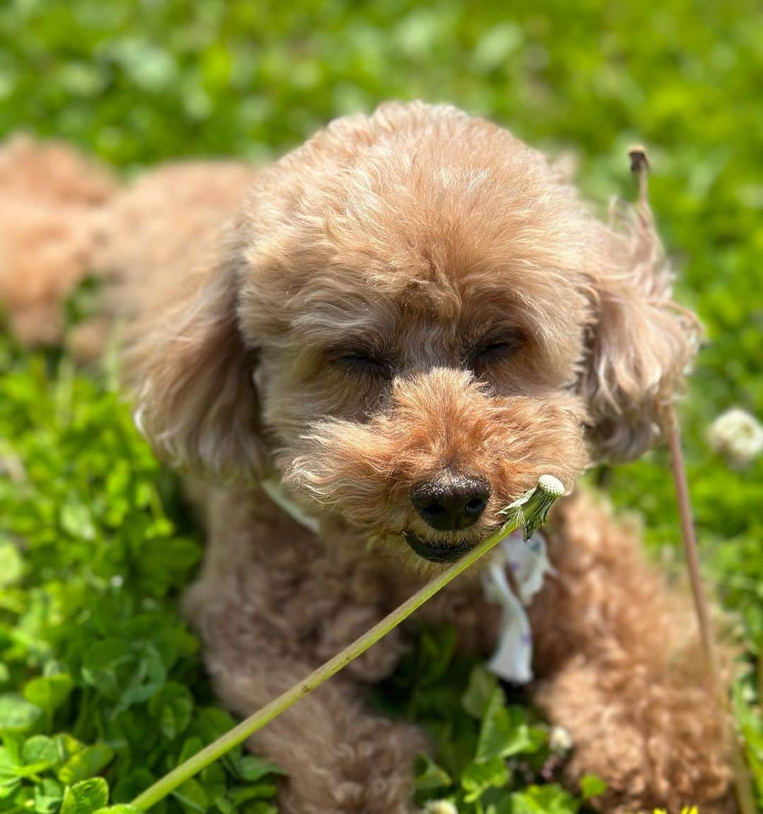 MANAさんのインスタグラム写真 - (MANAInstagram)「My love💕🐶🐶🐶 お散歩日和☀️🌈  #toypoodle #doglover #犬すたぐらむ #里親 #ペットショップに行く前に #保護犬を家族に」4月13日 20時11分 - mana_ifbbpro