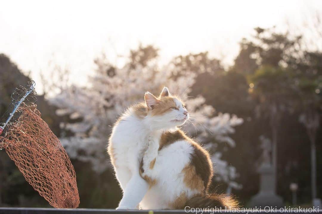 のインスタグラム：「さくらとネコ。  #cat #ねこ #猫 #東京カメラ部 #nekoclub  #mmgtw #my_eos_photo  #yourshotphotographer」