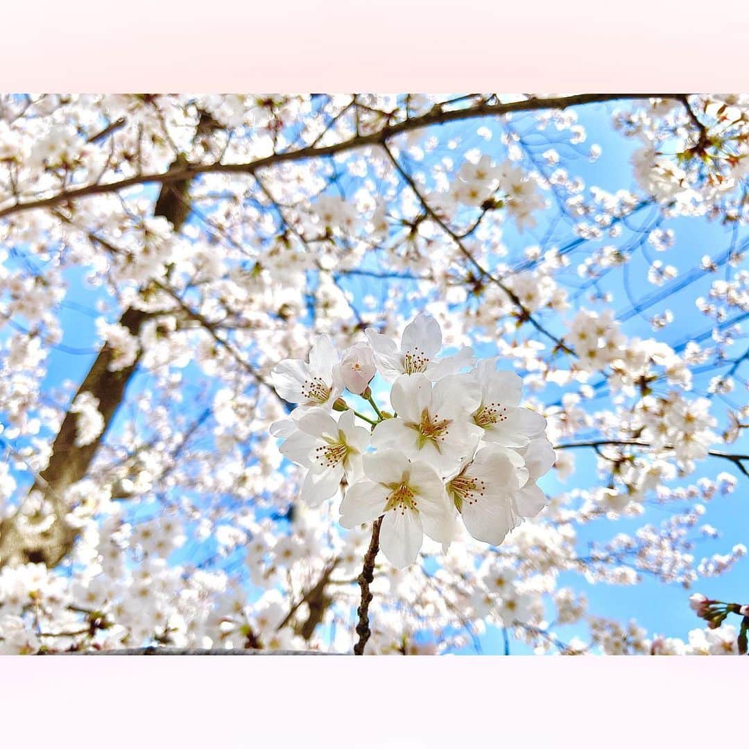長柄ひろみさんのインスタグラム写真 - (長柄ひろみInstagram)「#sakura 🌸  私が桜を見ている時、桜もまたこちらを見ているのだ👀🌸  桜綺麗🥰🌸🌈  ｡・ﾟ・。❀｡・ﾟ・。❀｡・ﾟ・。❀｡・ﾟ・｡❀。・ﾟ・。  #さくら」4月13日 20時14分 - aoi_asahi