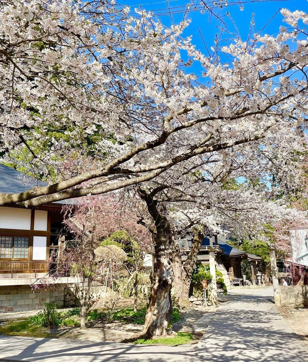 吉崎仁康さんのインスタグラム写真 - (吉崎仁康Instagram)「ふらりと山形県の名所、山寺に行ってきました。立石寺からの絶景は素晴らしかったです。ちょうど桜が満開でした。  日本の名所を巡る旅、いいですね♪  #山形県 #山寺 #立石寺 #アナウンサー #吉崎仁康 #ぶらり旅  #桜満開  #東北 #絶景」4月13日 20時19分 - yoshiyasu.yoshizaki