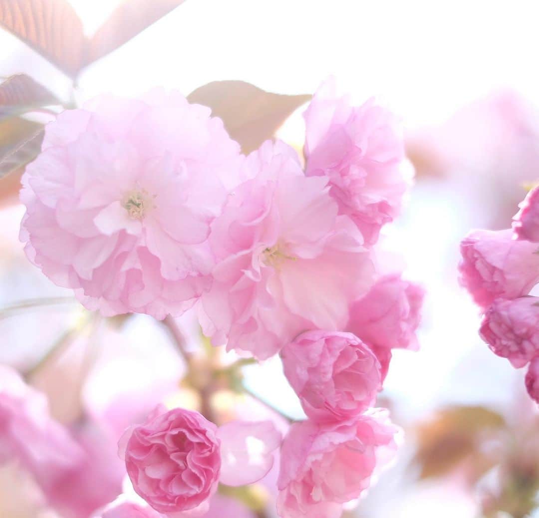 小林千鶴さんのインスタグラム写真 - (小林千鶴Instagram)「八重桜、満開🌸 みずみずしい、新緑🌱 お日様、ポカポカ☀️  先日そんな素敵な日に ついに愛娘が幼稚園入園。  360度全方位から 「ご入園おめでとう」という声が 聞こえてきた気がしました🌸🌱☀️🌏  ありがとう、ありがとう。  そんな移り変わる季節と共に これから出逢える新しい景色を 家族一緒に楽しみたいと思います。  さて、洗濯したら早速とれた お名前アイロンテープ。 押し当てが足りなかったのか... コップ袋、タオル、その他巾着... 結局、縫うしかないですよね... かぁさんが夜なべコース、確定。 いやいや、パパに頼んでみるか。 失敗経験、新しい景色は家族でシェア。 ふふふ。  というわけで、なれない新年度 みんなもどうぞ無理なくね〜🧚‍♀️」4月13日 20時26分 - 5884_chizuru