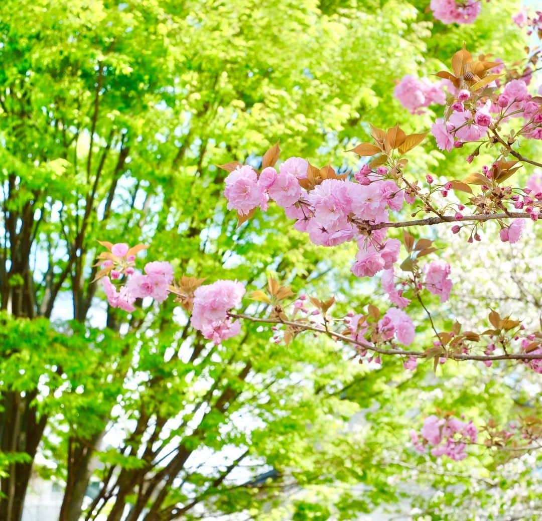 小林千鶴さんのインスタグラム写真 - (小林千鶴Instagram)「八重桜、満開🌸 みずみずしい、新緑🌱 お日様、ポカポカ☀️  先日そんな素敵な日に ついに愛娘が幼稚園入園。  360度全方位から 「ご入園おめでとう」という声が 聞こえてきた気がしました🌸🌱☀️🌏  ありがとう、ありがとう。  そんな移り変わる季節と共に これから出逢える新しい景色を 家族一緒に楽しみたいと思います。  さて、洗濯したら早速とれた お名前アイロンテープ。 押し当てが足りなかったのか... コップ袋、タオル、その他巾着... 結局、縫うしかないですよね... かぁさんが夜なべコース、確定。 いやいや、パパに頼んでみるか。 失敗経験、新しい景色は家族でシェア。 ふふふ。  というわけで、なれない新年度 みんなもどうぞ無理なくね〜🧚‍♀️」4月13日 20時26分 - 5884_chizuru