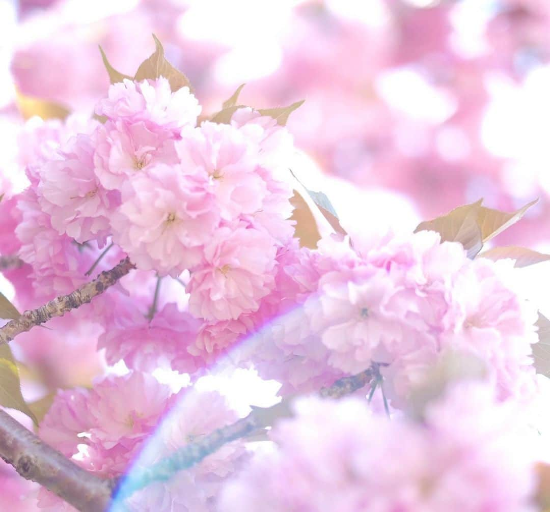 小林千鶴のインスタグラム：「八重桜、満開🌸 みずみずしい、新緑🌱 お日様、ポカポカ☀️  先日そんな素敵な日に ついに愛娘が幼稚園入園。  360度全方位から 「ご入園おめでとう」という声が 聞こえてきた気がしました🌸🌱☀️🌏  ありがとう、ありがとう。  そんな移り変わる季節と共に これから出逢える新しい景色を 家族一緒に楽しみたいと思います。  さて、洗濯したら早速とれた お名前アイロンテープ。 押し当てが足りなかったのか... コップ袋、タオル、その他巾着... 結局、縫うしかないですよね... かぁさんが夜なべコース、確定。 いやいや、パパに頼んでみるか。 失敗経験、新しい景色は家族でシェア。 ふふふ。  というわけで、なれない新年度 みんなもどうぞ無理なくね〜🧚‍♀️」