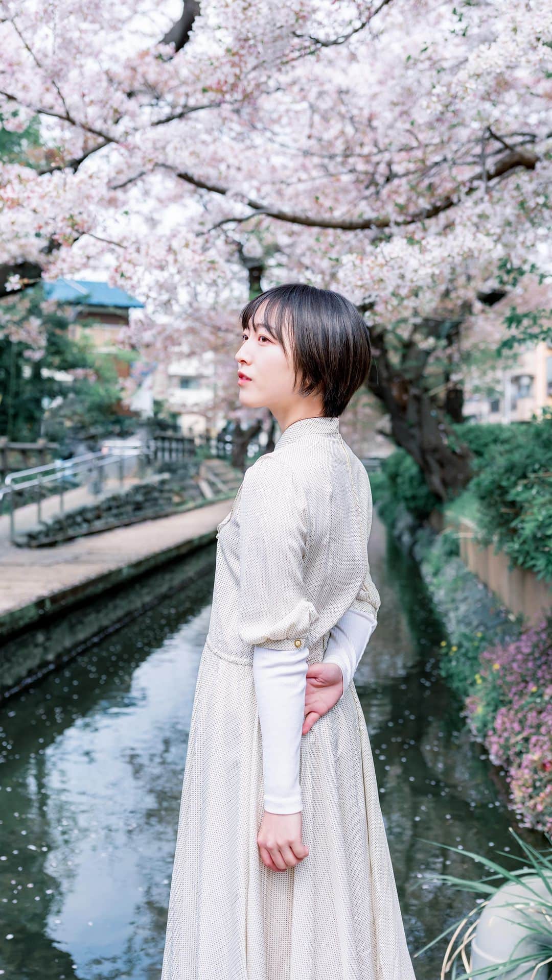 shabonのインスタグラム：「* . . . . . 散っていく桜も 儚く美しかった🥹🌸 . model : @batako_portfolio  .  FUJIFILM X-T5 /  XF16-55mm F2.8 R LM WR . お仕事・撮影のご依頼はDMかメールに お願い致します。 . . . . . . *」