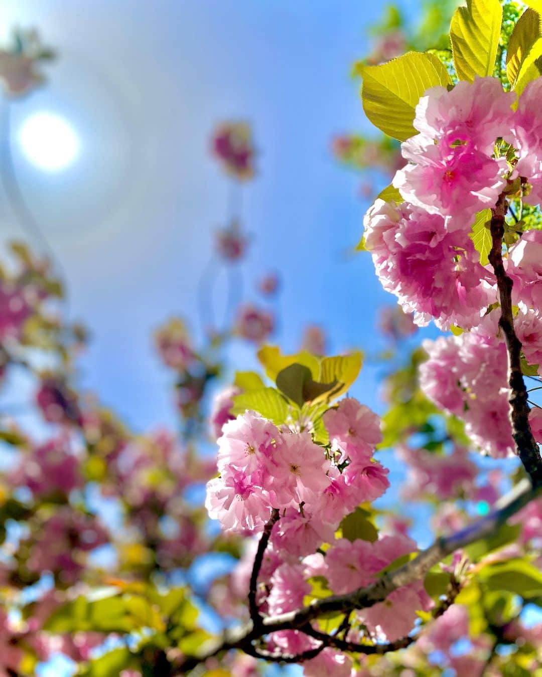 のインスタグラム：「桜の季節ももう終わり〜🥺 桜もチューリップ🌷も、春のお花大好き🥰💓  去年の春より、今年の春は元気だ〜🫧  梅雨苦手、夏苦手、だからなんとか秋まで生き延びなきゃ😹🫶  . #錦糸公園 #錦糸公園桜まつり」