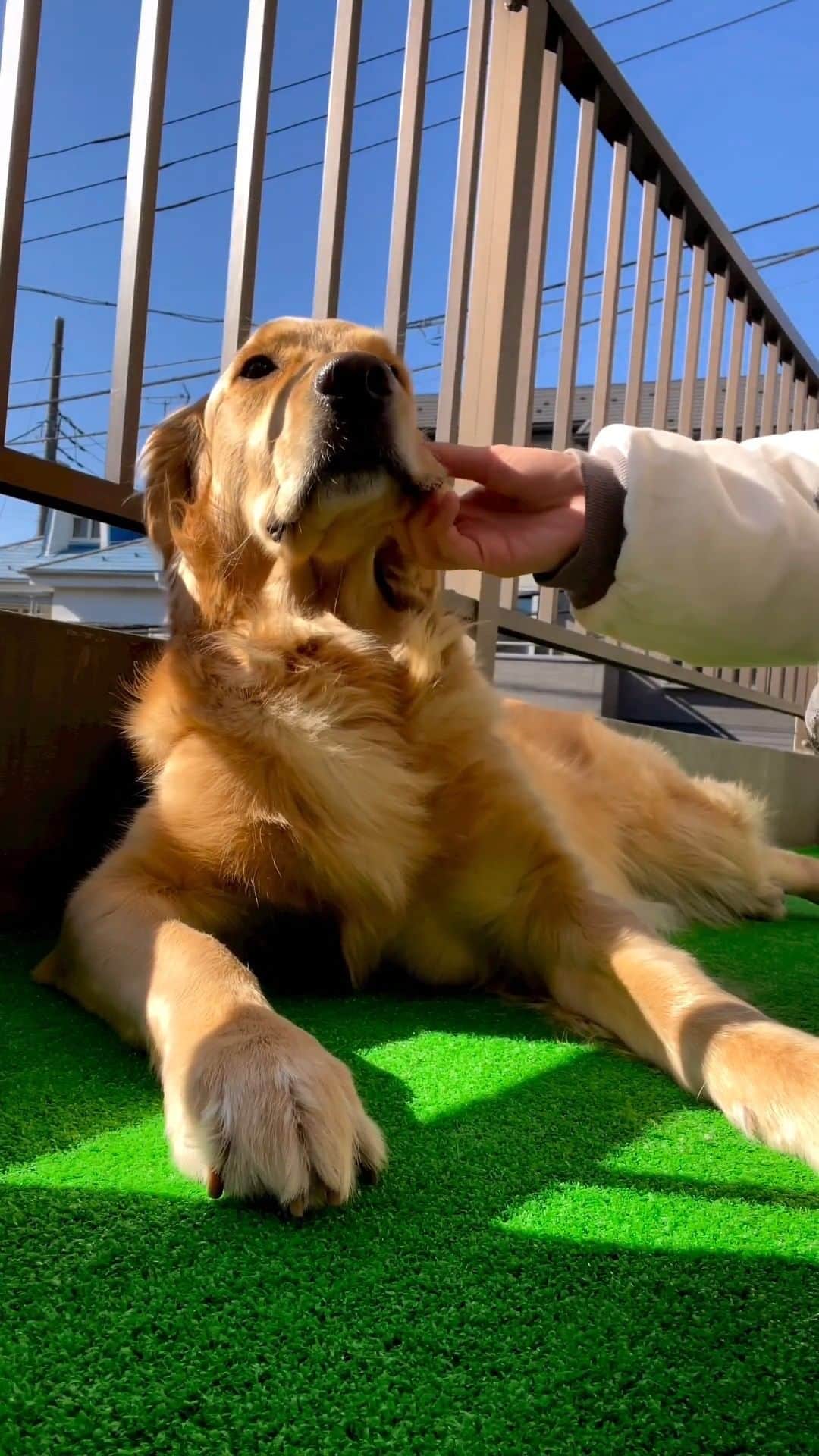 PECO いぬ部のインスタグラム：「勝手に選抜！かまってちゃん🥺✨🐾 「そのまま、撫で続けてくださいね🥺✨」 来週のテーマは…　 . . . 「#黒いわんこ大集合」 来週からはこちらのテーマを募集します🐶🐱 #pecoいぬ部 のハッシュハグをつけてぜひ参加してみてね♪ . 今回素敵な投稿してくださったのは… @jack0506___ さん . 他にも素敵なお写真がたくさんあるので、ぜひ遊びに行ってみてくださいね♪ . #pecoいぬ部 をつけて投稿すると… PECOのSNSで楽しくご紹介させていただきます:おいしい: #犬 #犬バカ部 #いぬら部 #いぬ部 #わんこ #いぬ #instadog #ilovemydog #ilovedog #dogstagram #dogsofinstagram #doglife #mydogiscutest #todayswanko #doglover  #いぬすたぐらむ #犬のいる暮らし #ゴールデンレトリバー #大型犬がいる暮らし #甘えん坊 #かまってちゃん #催促」