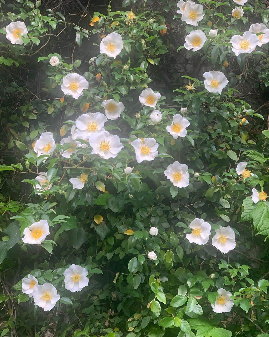 花盛友里さんのインスタグラム写真 - (花盛友里Instagram)「朝夕のわんことの散歩で出会うお花たち。春はかわいい花が盛りだくさんやー。」4月13日 21時00分 - yurihanamori