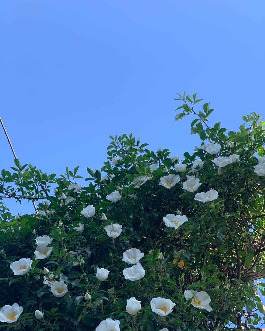 花盛友里さんのインスタグラム写真 - (花盛友里Instagram)「朝夕のわんことの散歩で出会うお花たち。春はかわいい花が盛りだくさんやー。」4月13日 21時00分 - yurihanamori