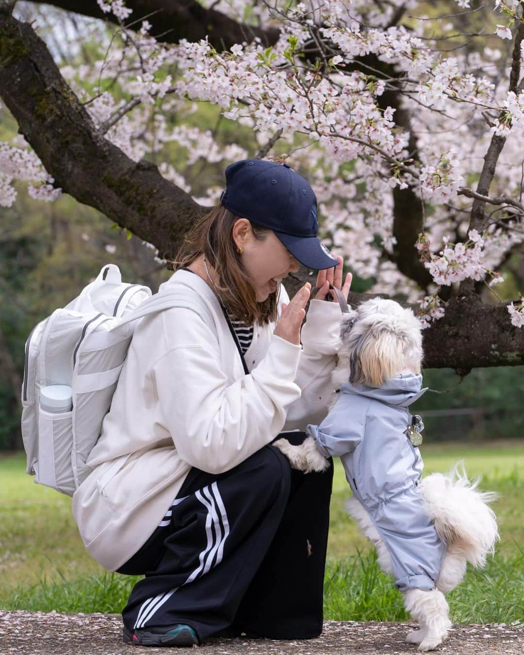 nanaさんのインスタグラム写真 - (nanaInstagram)「ㅤ 来年も桜見に行こうね👨🏻🐶👩🏻 たくさんお出かけしようね ㅤ ㅤ 大好き🥰 ㅤ ㅤㅤ ㅤ ㅤ ㅤ #桜 #桜スポット #桜と犬 #ぽた丸 #ミックス犬 #ミックス犬同好会 #シーズー #シーズーパピー #ペキシーズー #シーズーミックス #子犬 #犬のいる暮らし #犬スタグラム #犬のいる生活 #いぬすたぐらむ #shihtzu #pekinese #pekishihtzu #shihtzupuppy #shihtzulovers #shihtzugram #ふわもこ部 #instadog #puppydog #shihpeki #shihtzuplus #いぬすた掲載希望 #シーペキ #桜 #桜スポット #エブリドッグ #sonya7iii」4月13日 21時00分 - nanapanda517