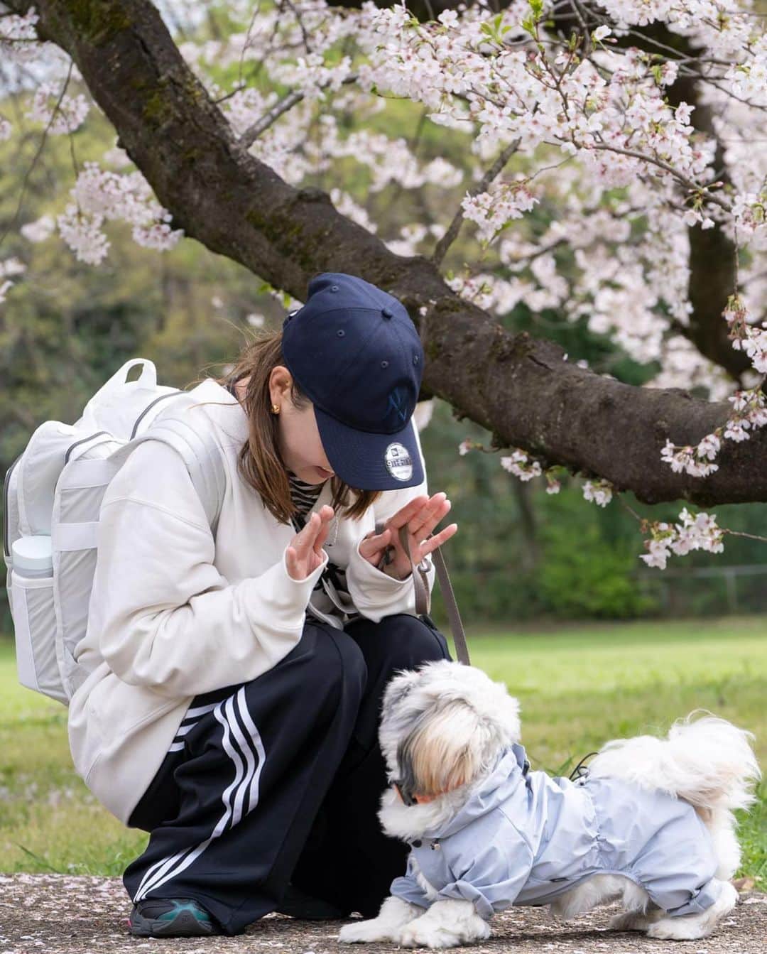 nanaさんのインスタグラム写真 - (nanaInstagram)「ㅤ 来年も桜見に行こうね👨🏻🐶👩🏻 たくさんお出かけしようね ㅤ ㅤ 大好き🥰 ㅤ ㅤㅤ ㅤ ㅤ ㅤ #桜 #桜スポット #桜と犬 #ぽた丸 #ミックス犬 #ミックス犬同好会 #シーズー #シーズーパピー #ペキシーズー #シーズーミックス #子犬 #犬のいる暮らし #犬スタグラム #犬のいる生活 #いぬすたぐらむ #shihtzu #pekinese #pekishihtzu #shihtzupuppy #shihtzulovers #shihtzugram #ふわもこ部 #instadog #puppydog #shihpeki #shihtzuplus #いぬすた掲載希望 #シーペキ #桜 #桜スポット #エブリドッグ #sonya7iii」4月13日 21時00分 - nanapanda517
