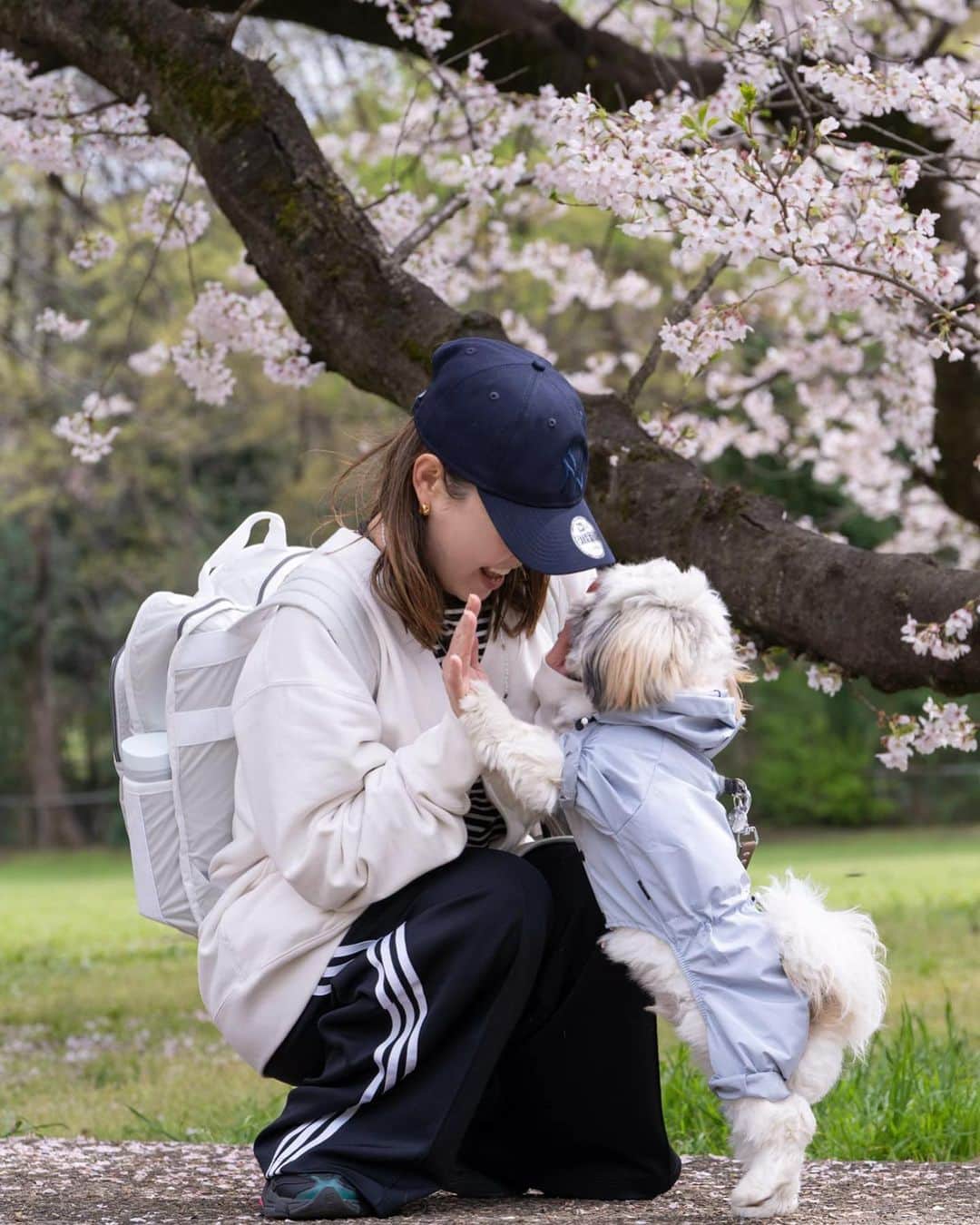 nanaさんのインスタグラム写真 - (nanaInstagram)「ㅤ 来年も桜見に行こうね👨🏻🐶👩🏻 たくさんお出かけしようね ㅤ ㅤ 大好き🥰 ㅤ ㅤㅤ ㅤ ㅤ ㅤ #桜 #桜スポット #桜と犬 #ぽた丸 #ミックス犬 #ミックス犬同好会 #シーズー #シーズーパピー #ペキシーズー #シーズーミックス #子犬 #犬のいる暮らし #犬スタグラム #犬のいる生活 #いぬすたぐらむ #shihtzu #pekinese #pekishihtzu #shihtzupuppy #shihtzulovers #shihtzugram #ふわもこ部 #instadog #puppydog #shihpeki #shihtzuplus #いぬすた掲載希望 #シーペキ #桜 #桜スポット #エブリドッグ #sonya7iii」4月13日 21時00分 - nanapanda517