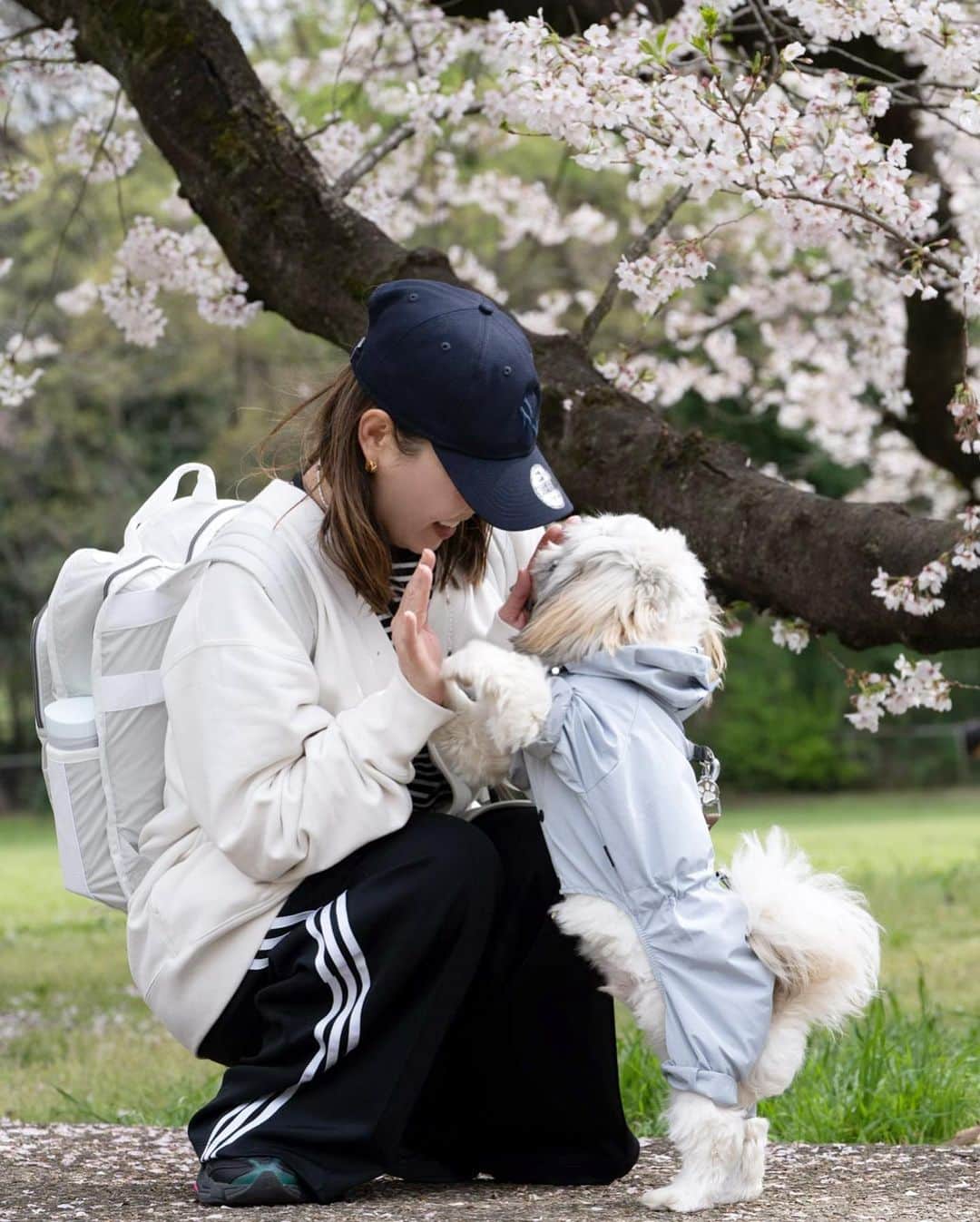nanaさんのインスタグラム写真 - (nanaInstagram)「ㅤ 来年も桜見に行こうね👨🏻🐶👩🏻 たくさんお出かけしようね ㅤ ㅤ 大好き🥰 ㅤ ㅤㅤ ㅤ ㅤ ㅤ #桜 #桜スポット #桜と犬 #ぽた丸 #ミックス犬 #ミックス犬同好会 #シーズー #シーズーパピー #ペキシーズー #シーズーミックス #子犬 #犬のいる暮らし #犬スタグラム #犬のいる生活 #いぬすたぐらむ #shihtzu #pekinese #pekishihtzu #shihtzupuppy #shihtzulovers #shihtzugram #ふわもこ部 #instadog #puppydog #shihpeki #shihtzuplus #いぬすた掲載希望 #シーペキ #桜 #桜スポット #エブリドッグ #sonya7iii」4月13日 21時00分 - nanapanda517