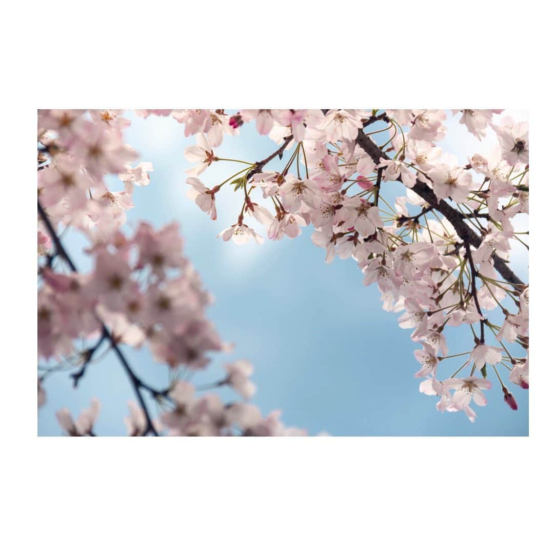 JOT AROMAさんのインスタグラム写真 - (JOT AROMAInstagram)「⁡ 【春の香りを膨らませる】 ⁡ 関西の多くの地域では、葉桜へと変わり 新緑の季節へと向かっていることが感じられますね。 ⁡ 皆様のお住まいの地域はいかがでしょうか。 ⁡ 儚い美しさを持ち合わせる桜ですが 一部の品種を除き 身近なソメイヨシノをはじめ、 香りもとても繊細です。 ⁡ 目で桜を愉しんだ後も もう少し春気分を楽しみたい そう思われた皆様におすすめの 精油を1つご紹介いたします。 ⁡ 香りを楽しむ際に おすすめなトンカビーンズ。 ⁡ 桜の葉に含まれる成分で、 桜餅を連想する香りです。 ⁡ ローズやジャスミン、イランイランなどの 華やかなお花の香りに合わせたり グレープフルーツやベルガモットなどの柑橘系など ご自身のイメージを膨らませて 「桜」の香りをトンカビーンズを加えて 作っていただくのも素敵ですね。 ⁡ 桜のイメージだけでなく、 トンカビーンズはお好みの香りのブレンドに ほんの少しだけ、忍ばせると とても上品でパウダリーな香りに仕上げてくれる 縁の下の力持ちのような精油でもあります。 ⁡ なお、大量の使用や、継続使用は避け ルームスプレーなど、香りとして空間で 楽しむ際にお使いいただくことをおすすめいたします。 ⁡ 皆様の春がより素敵なものとなりますように。 ⁡ ⁡ #春 #桜 #トンカビーンズ ⁡ ⁡ ❁ ❁ 。。。総合学園JOTアカデミー。。。 〒530-0001  大阪府大阪市北区梅田2-5-8  千代田ビル西別館7階 ❁ ❁ . #総合学園JOTアカデミー #統合医療#JOTACAD #JOTメディカルアロマカレッジ #JOTヨガピラティスカレッジ #大阪#梅田#OSAKA#UMEDA . . #メディカルアロマ  #メディカルヨガ #メディカルピラティス #アロマ#アロマセラピー#ヨガ#ピラティス #アロマセラピスト#心理カウンセラー #メディカルアロマインストラクター #メディカルアロマインストラクター #メディカルヨガインストラクター #メディカルピラティスインストラクター #medicalaroma #medicalyoga #medicalpilates . ❁ ❁」4月13日 20時54分 - jot_school