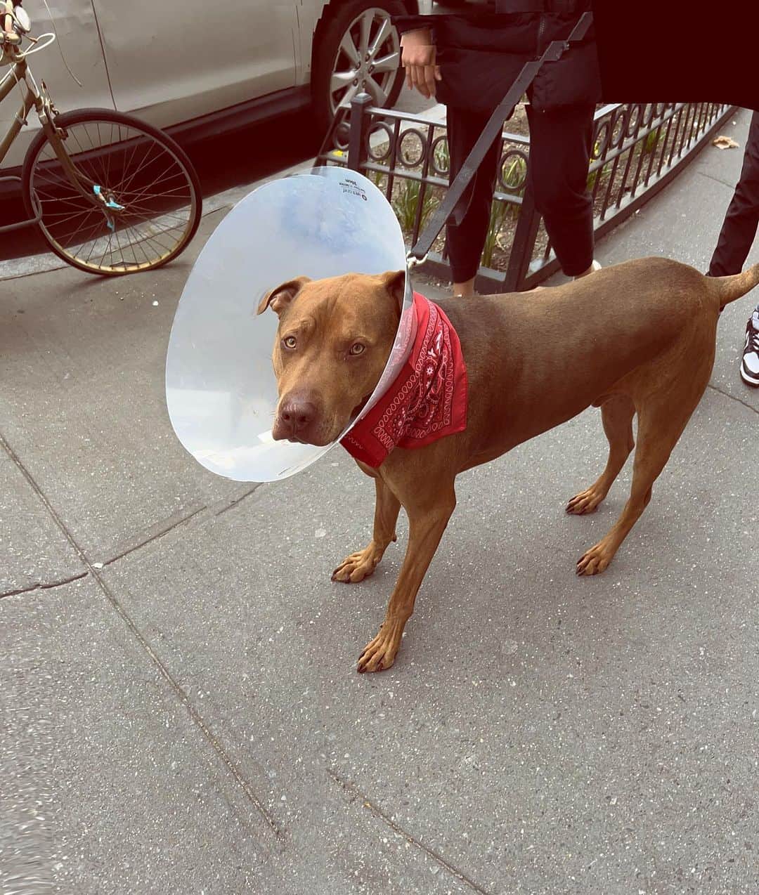 長尾悦美さんのインスタグラム写真 - (長尾悦美Instagram)「🇺🇸でも #dogstagram 🐶  たくさんありすぎてUPしきれない。笑  #NY #LA #dogs #dogsofinstagram」4月13日 20時58分 - yoshiminagao
