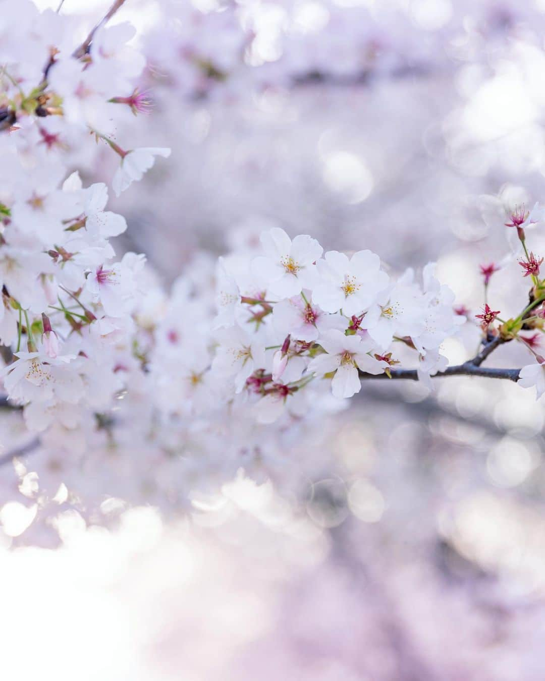 kyoko_zzzさんのインスタグラム写真 - (kyoko_zzzInstagram)「#桜並木  #cherryblossom  #花筏  #桜  . 夕陽に透ける花びらが好きなんだなー🌸」4月13日 21時05分 - kyoko_zzz