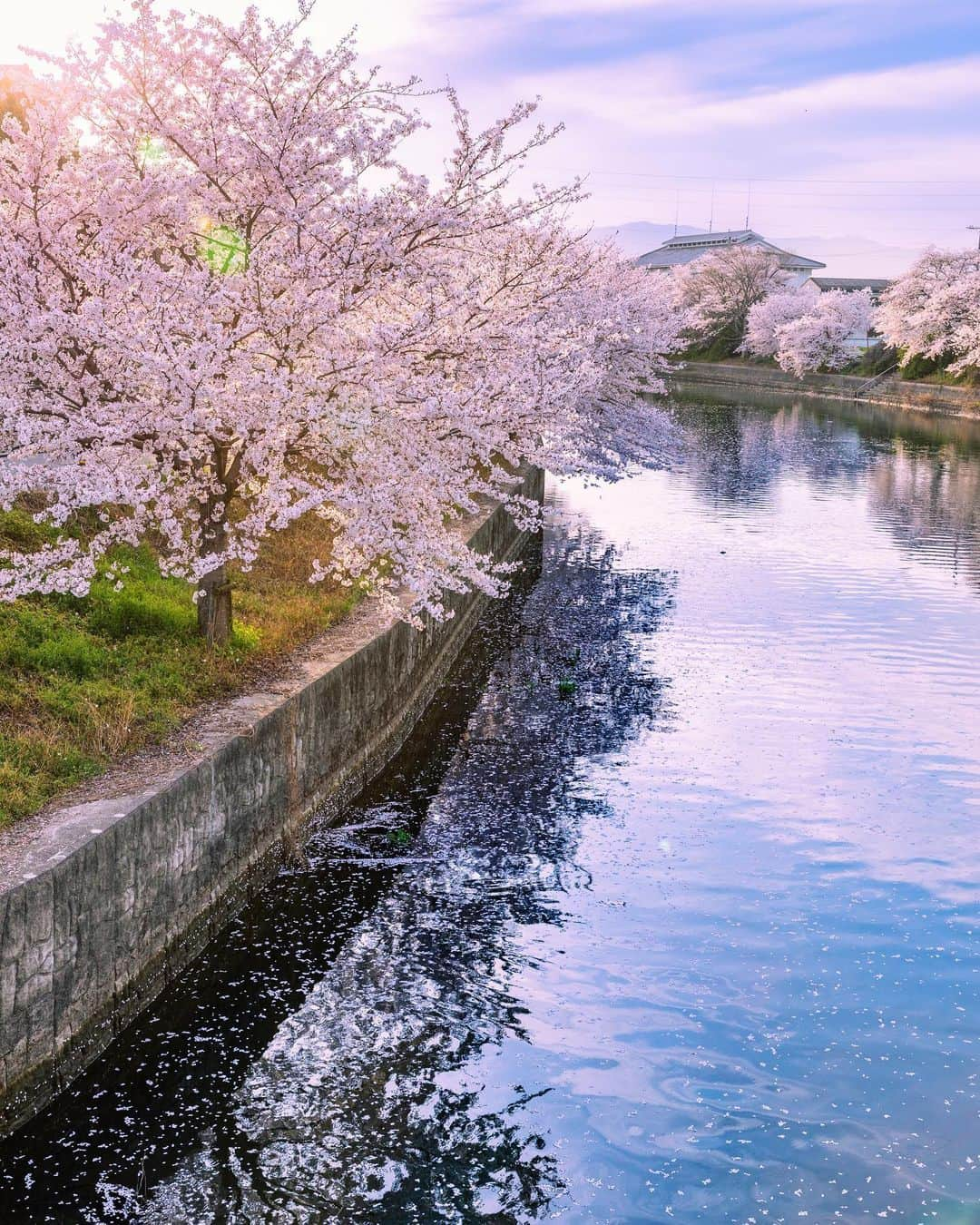 kyoko_zzzさんのインスタグラム写真 - (kyoko_zzzInstagram)「#桜並木  #cherryblossom  #花筏  #桜  . 夕陽に透ける花びらが好きなんだなー🌸」4月13日 21時05分 - kyoko_zzz