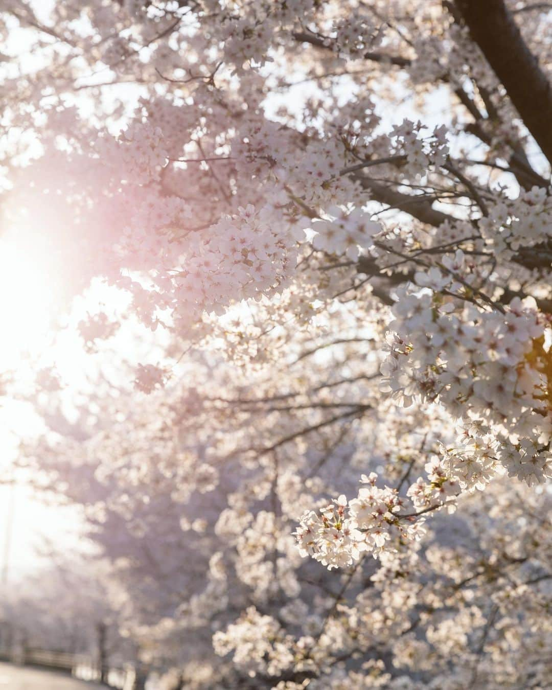 kyoko_zzzさんのインスタグラム写真 - (kyoko_zzzInstagram)「#桜並木  #cherryblossom  #花筏  #桜  . 夕陽に透ける花びらが好きなんだなー🌸」4月13日 21時05分 - kyoko_zzz