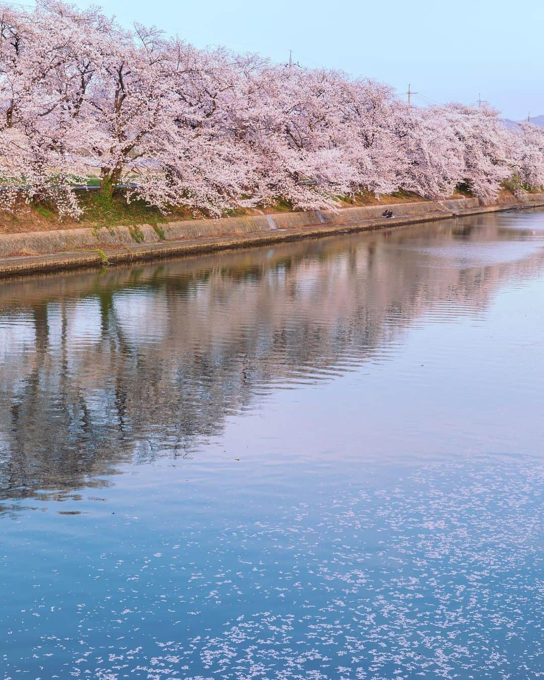 kyoko_zzzさんのインスタグラム写真 - (kyoko_zzzInstagram)「#桜並木  #cherryblossom  #花筏  #桜  . 夕陽に透ける花びらが好きなんだなー🌸」4月13日 21時05分 - kyoko_zzz