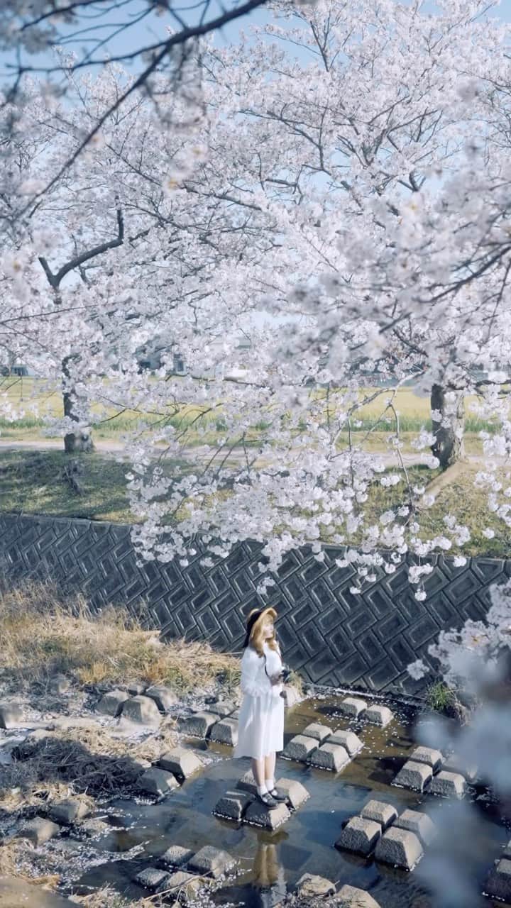 shinichi38のインスタグラム：「⁡ Cherry blossoms girl 🌸」