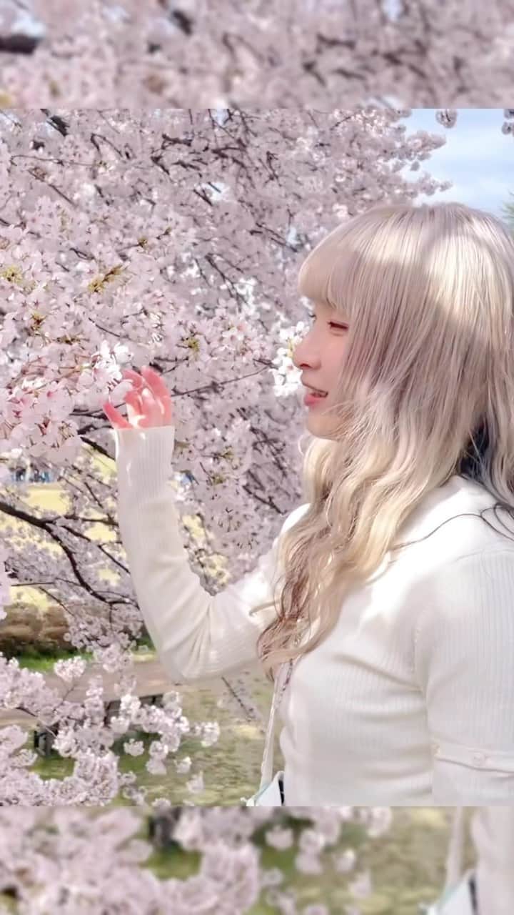ようなぴのインスタグラム：「山形は桜が満開でした！ YoutubeにVlogをアップしたのでよかったら、ようなぴチャンネル検索してみてね  #さくら　#お花見 #山形 #vlog」