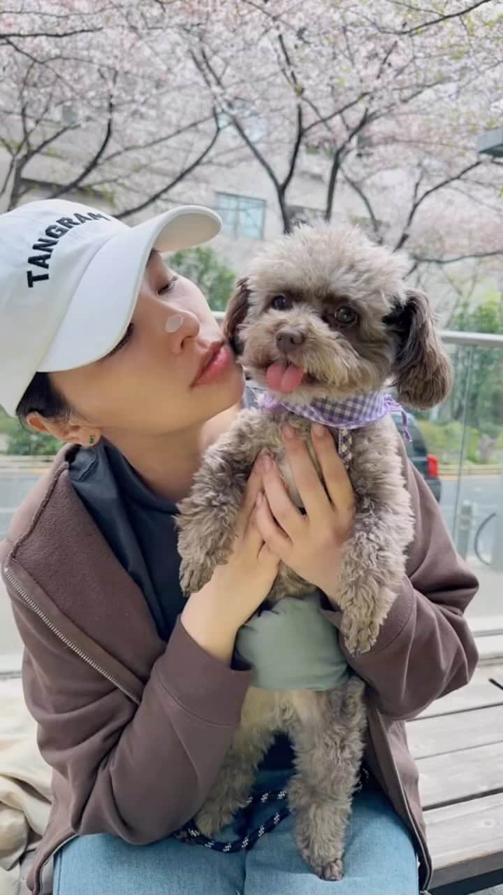 水崎綾女のインスタグラム：「🌰✖︎🌸🟰🥰🫶🥰  malone とおしゃんぽからのお茶。 この日は桜が舞い散ってて、とーっても可愛かった🌸🌸🌸  photo by @iriki.mari_official   ☕️ @bricolage_bread_and_company  👚 @tangram_tokyo  #dog #dogstagram_japan #doglover  #cafe #cafetime #おさんぽ #お散歩 #☕️」