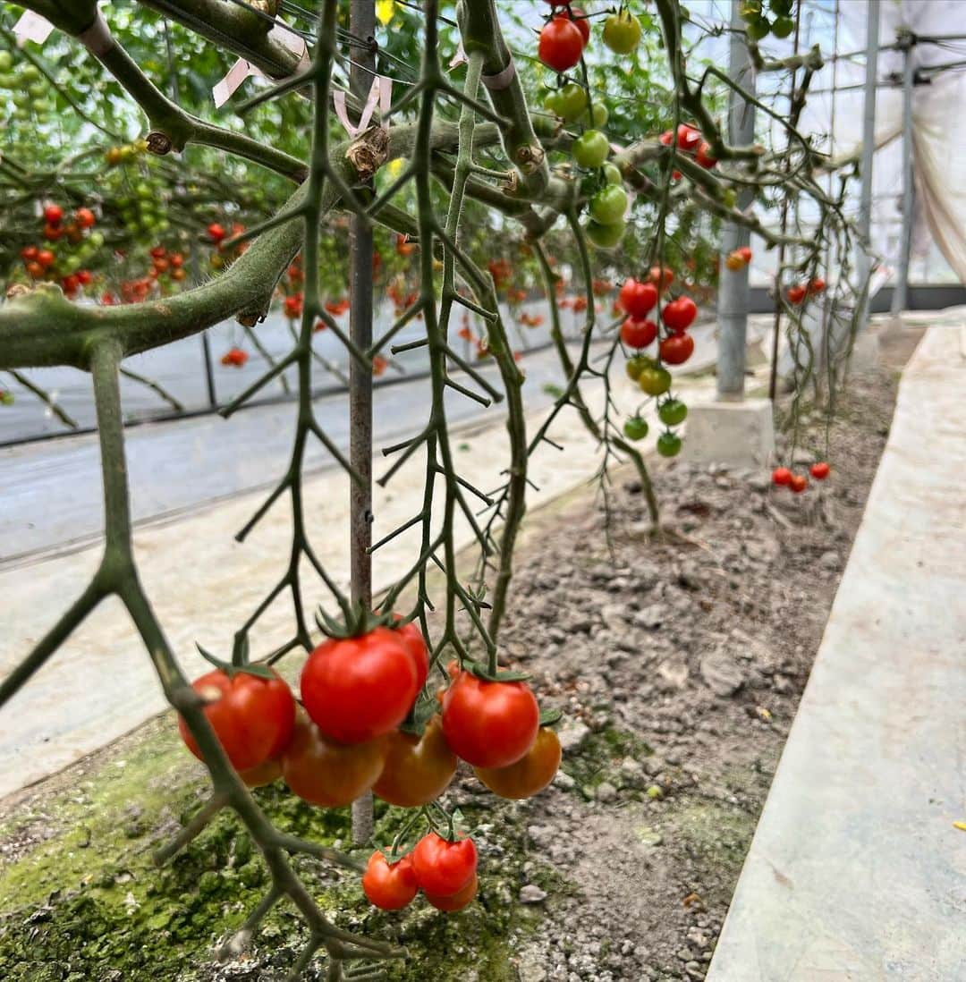 渡邊啓太さんのインスタグラム写真 - (渡邊啓太Instagram)「🌾⛸  ———  📍徳丸農園 宮崎県児湯郡高鍋町大字上江  ———  植物の生命力を引出し 農薬に依存しない栽培を行っている徳丸さん🌾  昨シーズンから スポンサーもしていただいています✊  無事にシーズンが終わった挨拶 来シーズンの抱負・農業体験（田植え）をさせていただきました！  実際に農業を体験することで より、日々の食事への意識が変わります 今シーズン、食の意識を高く持って過ごしたいと思います🍅 --------- そして、宮崎での新しいご縁に感謝です^^ アツい想いを持って 過ごされている方々とのお話は勉強になりました😌 ---------- #阪南大学 #谷歯科 #徳丸農園 #スポンサー #ありがとうございます #宮崎日日新聞 #宮日新聞 #減農薬 #生命力 #アスリート #農業 #米農家 #宮崎県 #高鍋町 #米づくり #米粉麺 #ふるさと納税 #グルテンフリー #米粉 #野菜づくり #農業インスタグラム #スポーツ #オリンピアン #日本代表 #はざま牧場 #四位農園 #はなごごろ #農家とダイレクト#ろっぱちニラ #スポンサー募集中」4月13日 21時45分 - kwatanabe18