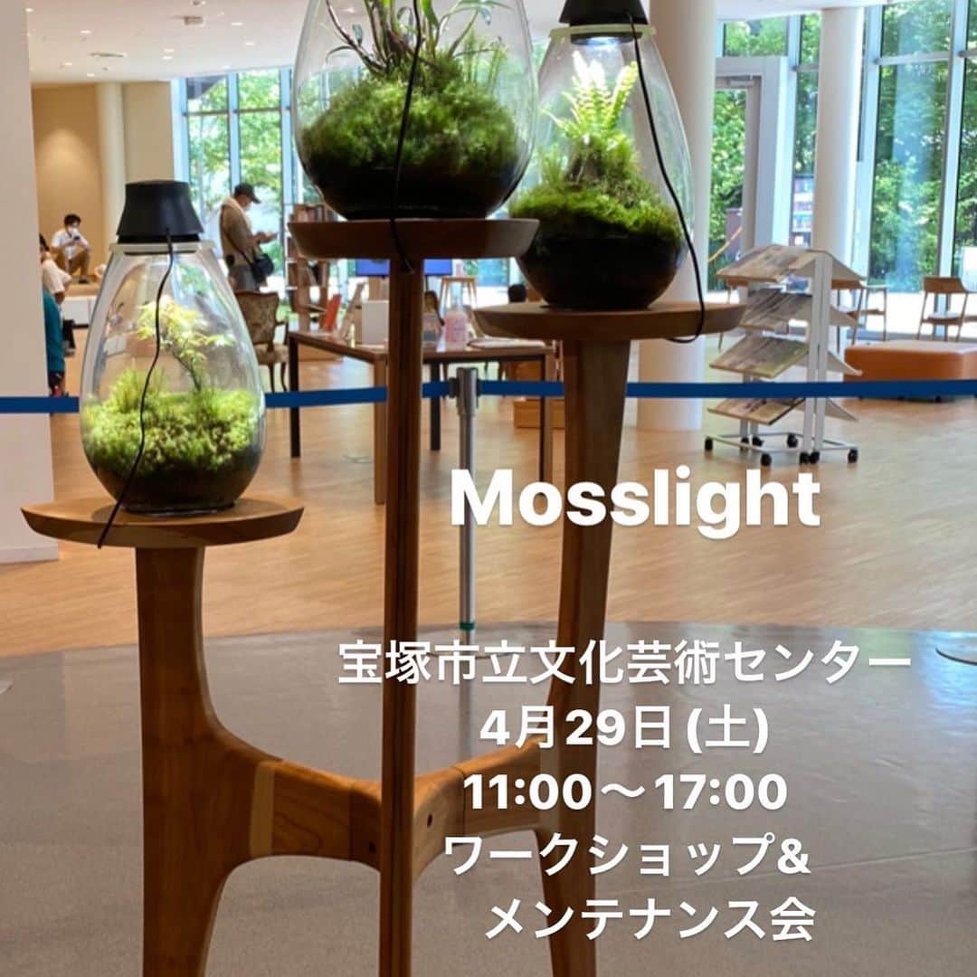 のインスタグラム：「Mosslight   @takarazukatac  宝塚市立文化芸術センター 4月29日 11:00〜17:00  作品の展示販売・ワークショップ&メンテナンス会  #Mosslight #モスライト  #terarium#テラリウム #paludariums #パルダリウム #bonsaitree #ミニ盆栽」