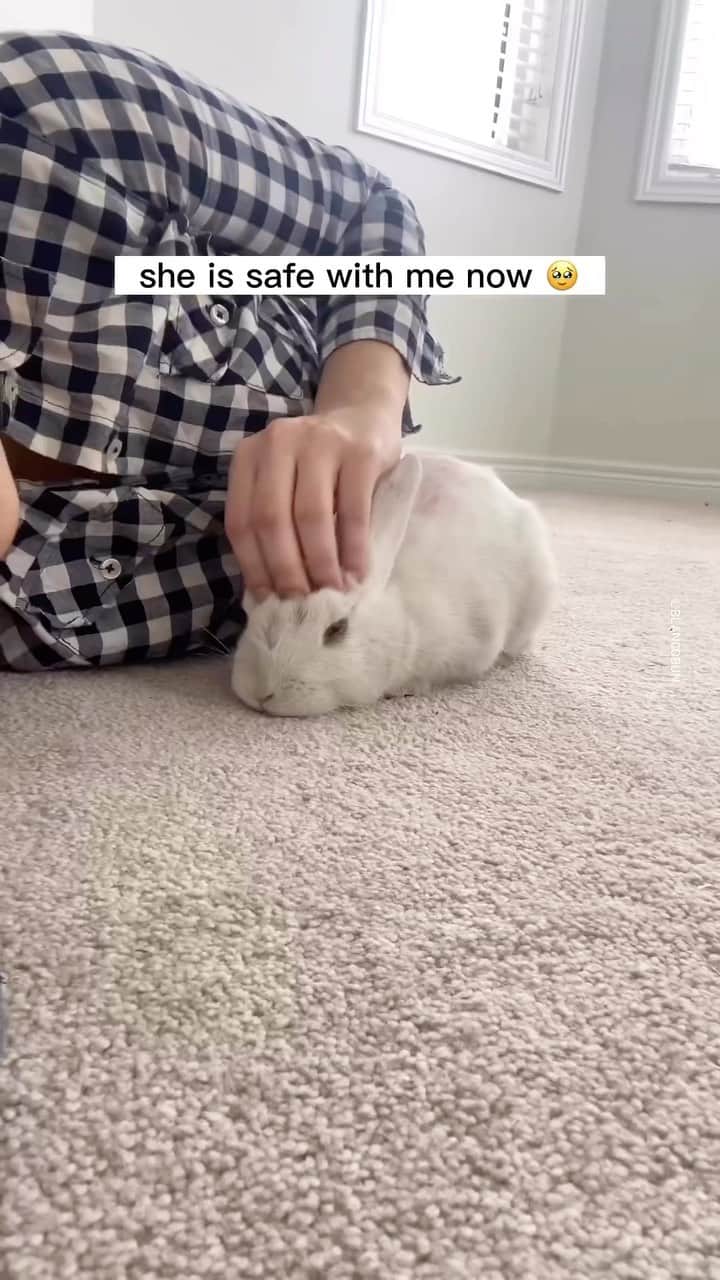 animalsのインスタグラム：「A bunny rescue story from @blancobun 🥹🙏 . Words from @blancobun ⬇️ “This beautiful baby is safe from danger now. Rosedale is the cuddliest bunny I’ve ever known 💖 (even more than Blanco!)  She was most probably bought for a child as her back is dyed baby pink. Besides being dirty from being on the train tracks, she is healthy and doing well."」