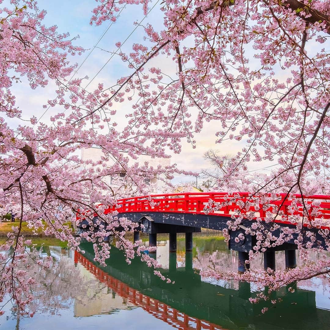 All Nippon Airwaysのインスタグラム：「#CherryBlossoms are a nice reminder to slow down and bask in life’s little big moments with people you love. 🌸💙  Comment below a core #Spring memory you’ll never forget!」