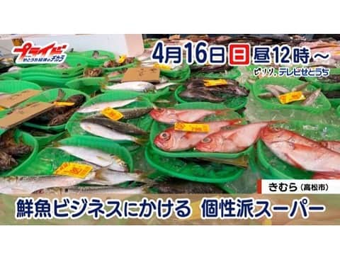 東條麻依子さんのインスタグラム写真 - (東條麻依子Instagram)「. 4月のプライドは流通3連発！ 第一弾は4月16日 高松市でスーパーを展開する きむらを紹介します！！  新リポーターは、 リンクアップとっしーさんです！👀👀 . 自慢の魚コーナーには、魚がまるごと！ まるで市場のよう！🐟  豊富な魚が売りの背景には ◆自前の桟橋　　 一隻分まるごと魚を購入！？ ◆自前の市場 きむらの社員同士も競りに参加！？  知られざる秘密がありました！ さらに、社長が抱く漁師さんへの思いとは？ ぜひ、ご覧ください🌸 . #きむら#スーパー#鮮魚#魚丸ごと#高松#桟橋#市場#プライドせとうち経済のチカラ」4月13日 22時40分 - maiko_tojo
