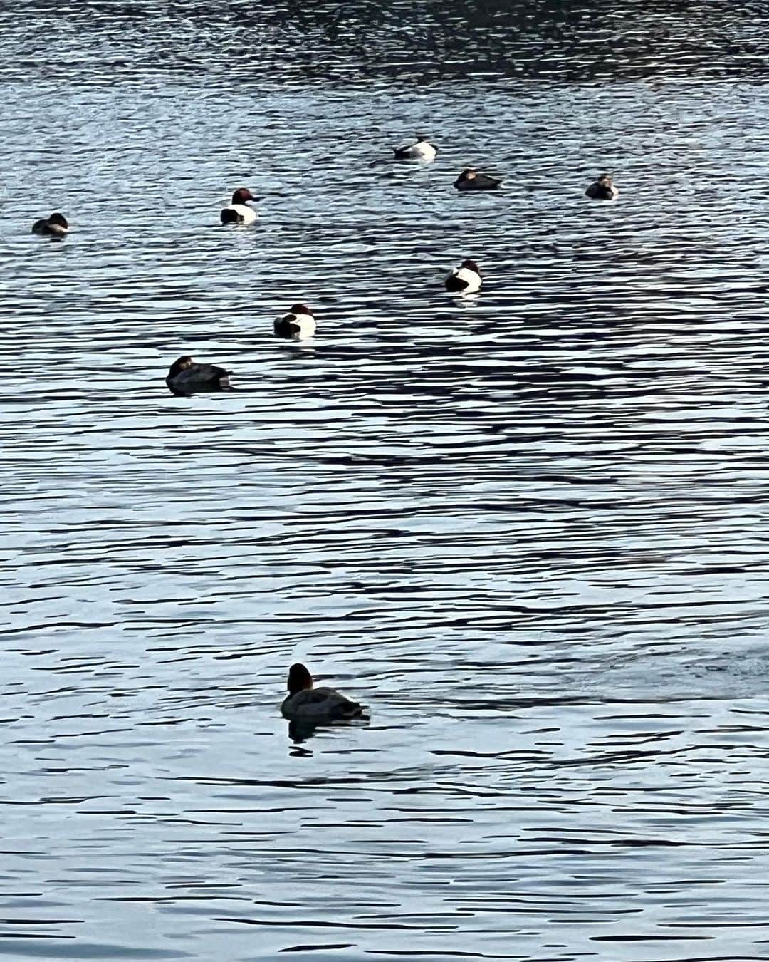 TOMOMIのインスタグラム：「🦢🦢🦢」